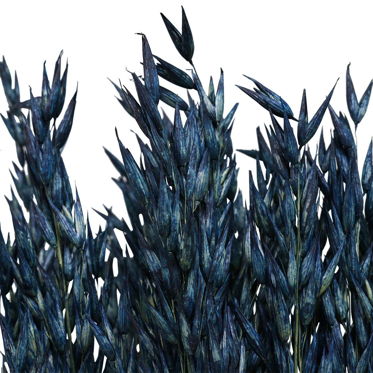 Trockenblume Blauer Deko-Hafer Trockenblumen Getreide 68cm, Florists Products, Höhe 1 cm