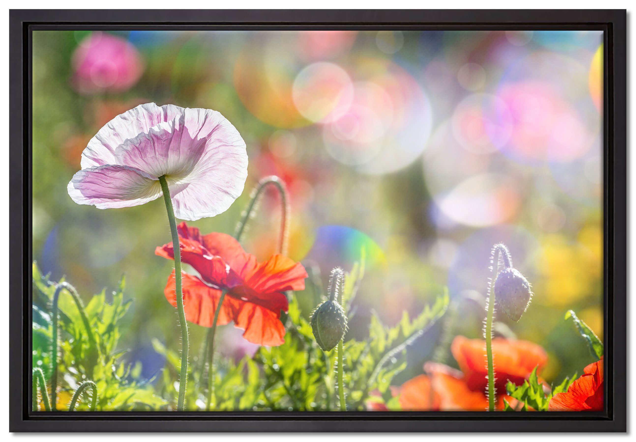 Pixxprint Leinwandbild Kalifornischer Mohn im Frühling, Wanddekoration (1 St), Leinwandbild fertig bespannt, in einem Schattenfugen-Bilderrahmen gefasst, inkl. Zackenaufhänger