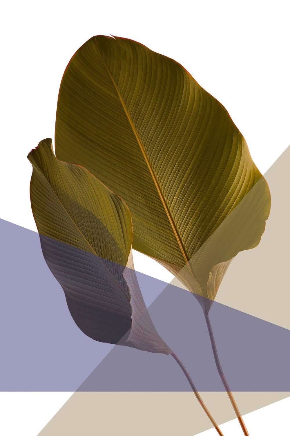 Blätter queence Acrylglasbild