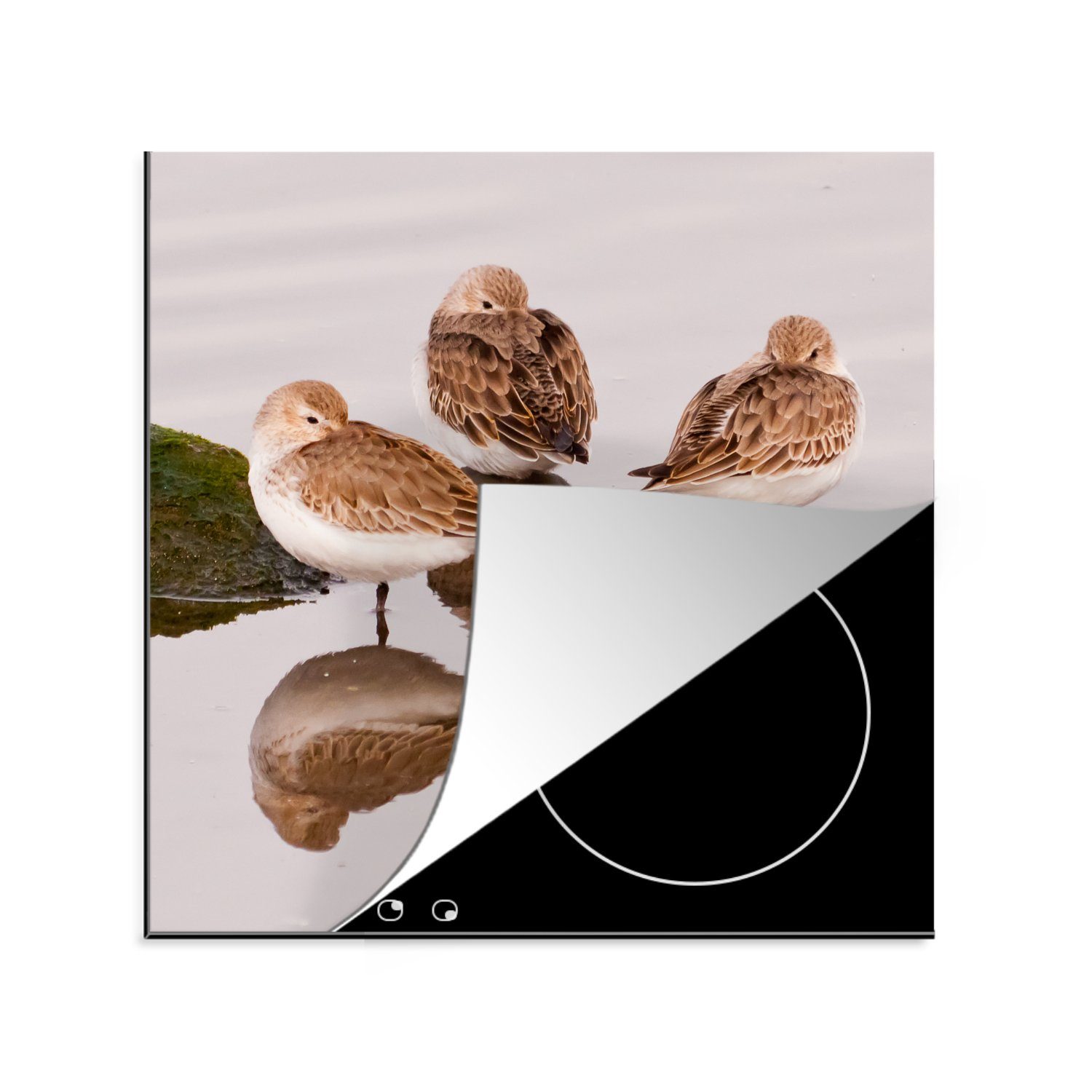 MuchoWow Herdblende-/Abdeckplatte Drei Alpenschneehühner am Sumpf, Vinyl, (1 tlg), 78x78 cm, Ceranfeldabdeckung, Arbeitsplatte für küche