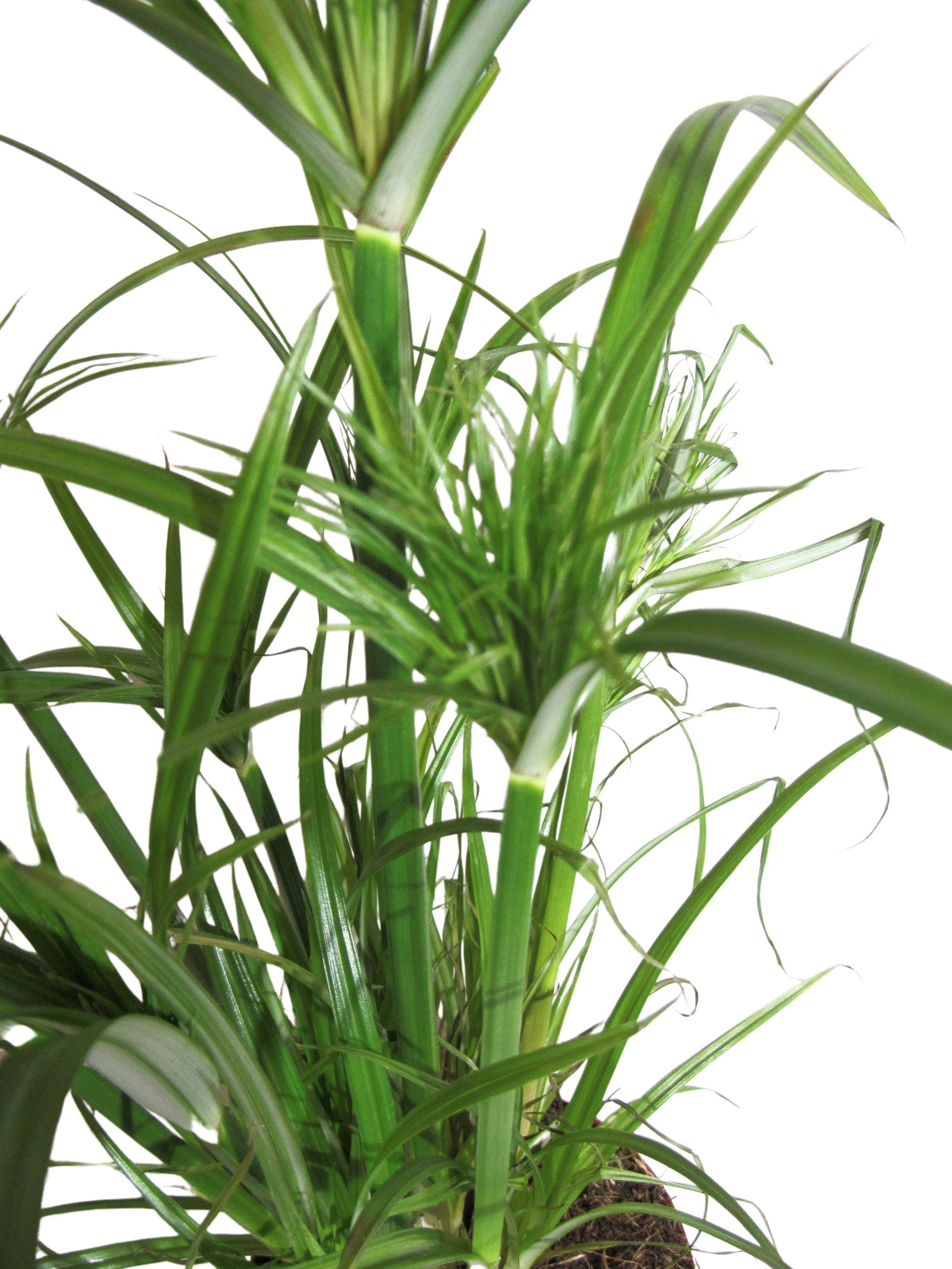 meinvipshop Zimmerpflanze Exotische echte Palme 55cm XXL Zimmerpflanze Papyrus