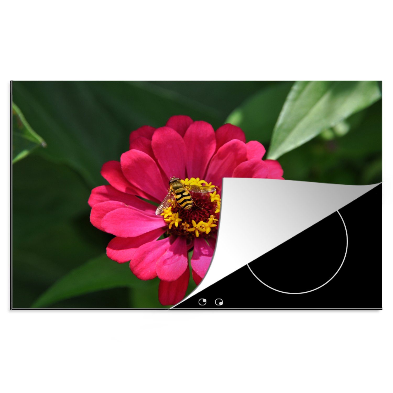 MuchoWow Herdblende-/Abdeckplatte Rosa Zinnienblüte mit einer Biene darauf, Vinyl, (1 tlg), 81x52 cm, Induktionskochfeld Schutz für die küche, Ceranfeldabdeckung