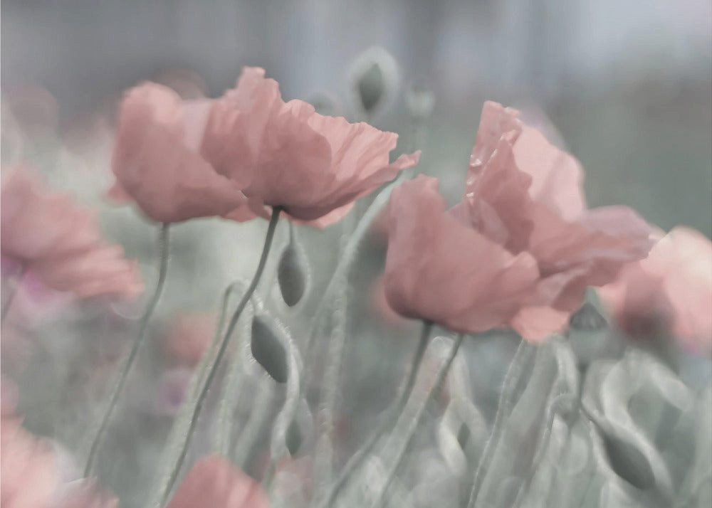 Fototapete Selbstklebend, "Softly"