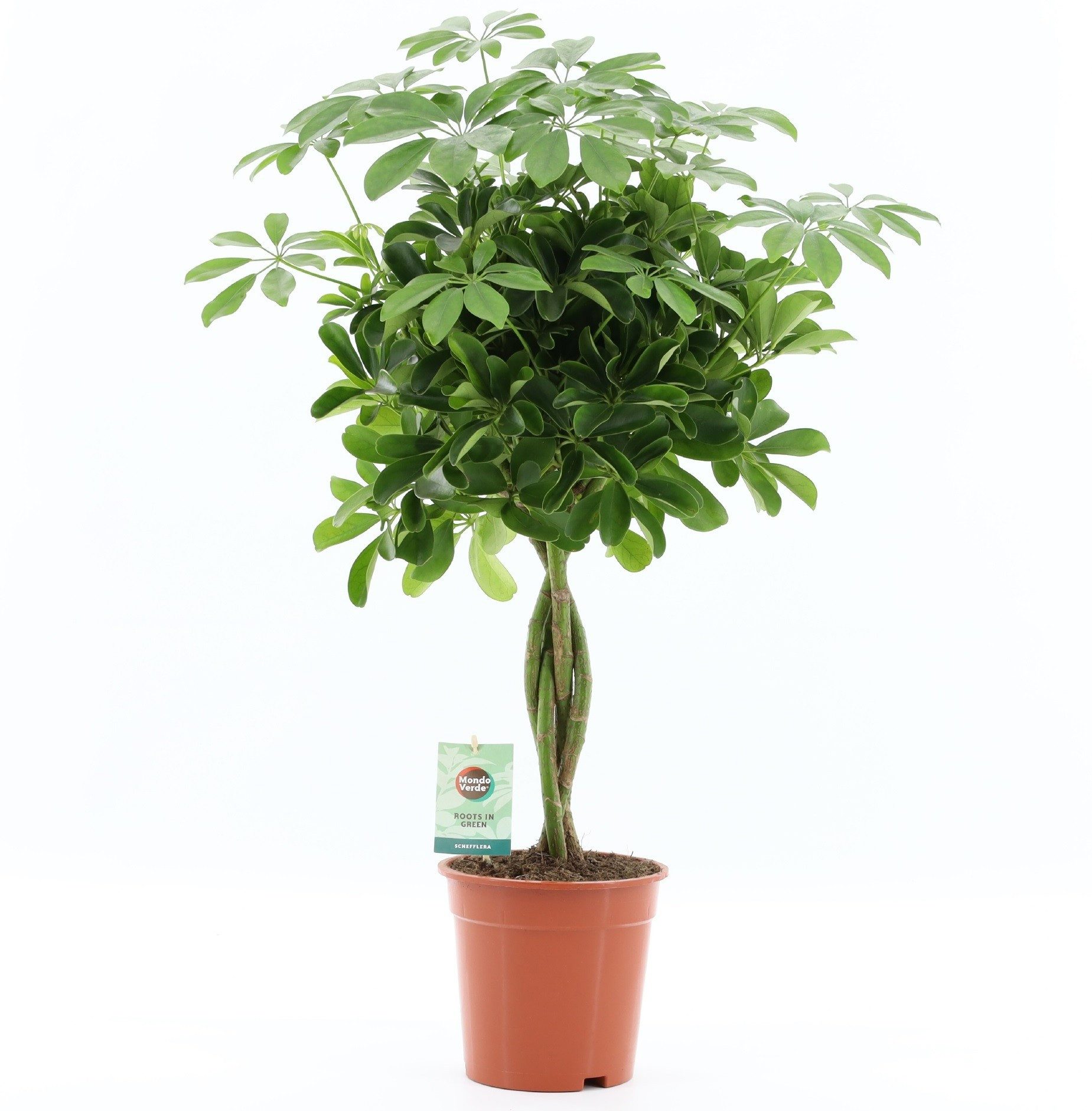 meinvipshop Zimmerpflanze Schefflera arboricola geflochtene Stamm