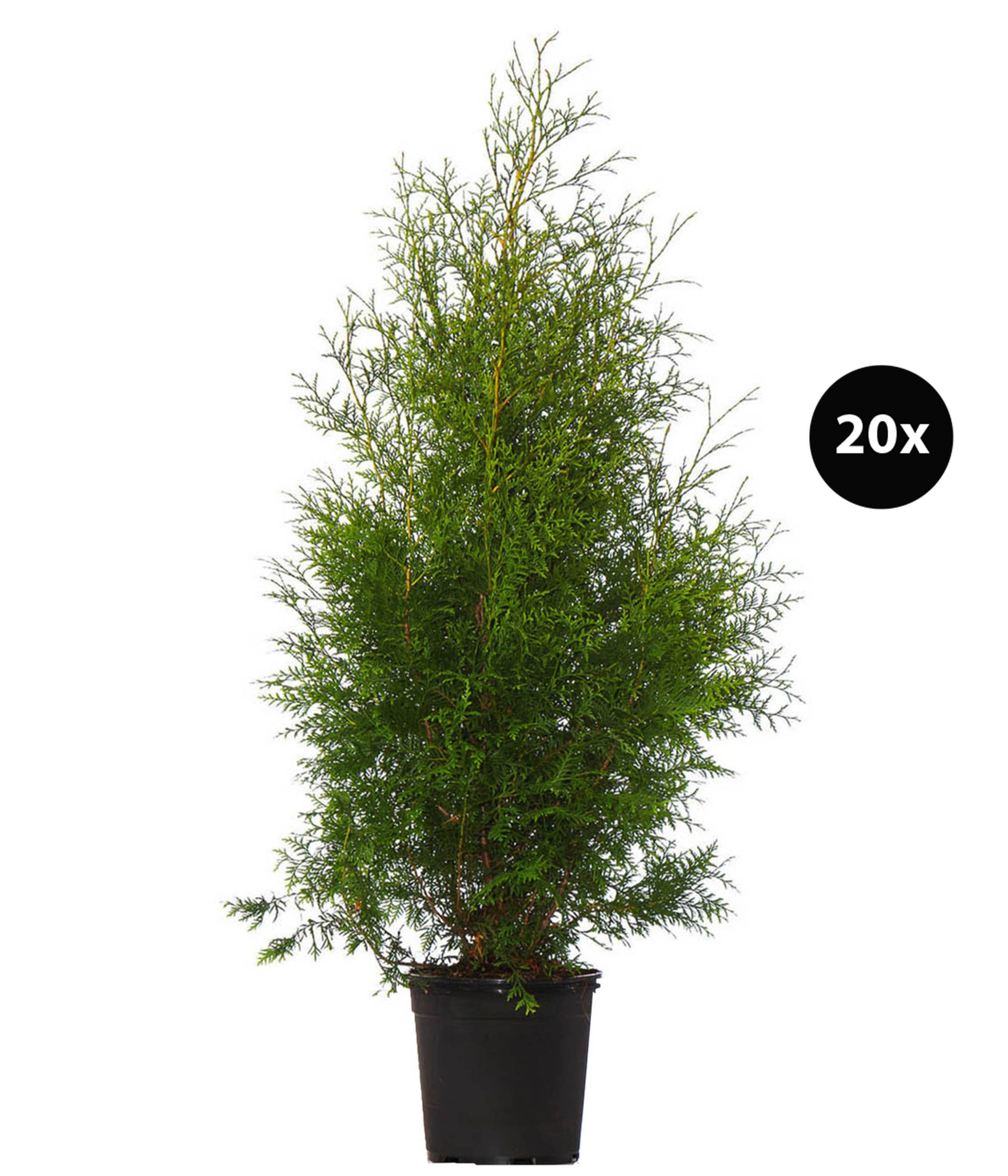 Dehner Hecken Thuja Lebensbaum Brabant, 15 Pflanzen, für ca. 5 m Hecke, 100-125 cm, immergrüne Pflanze als Sichtschutz-Hecke