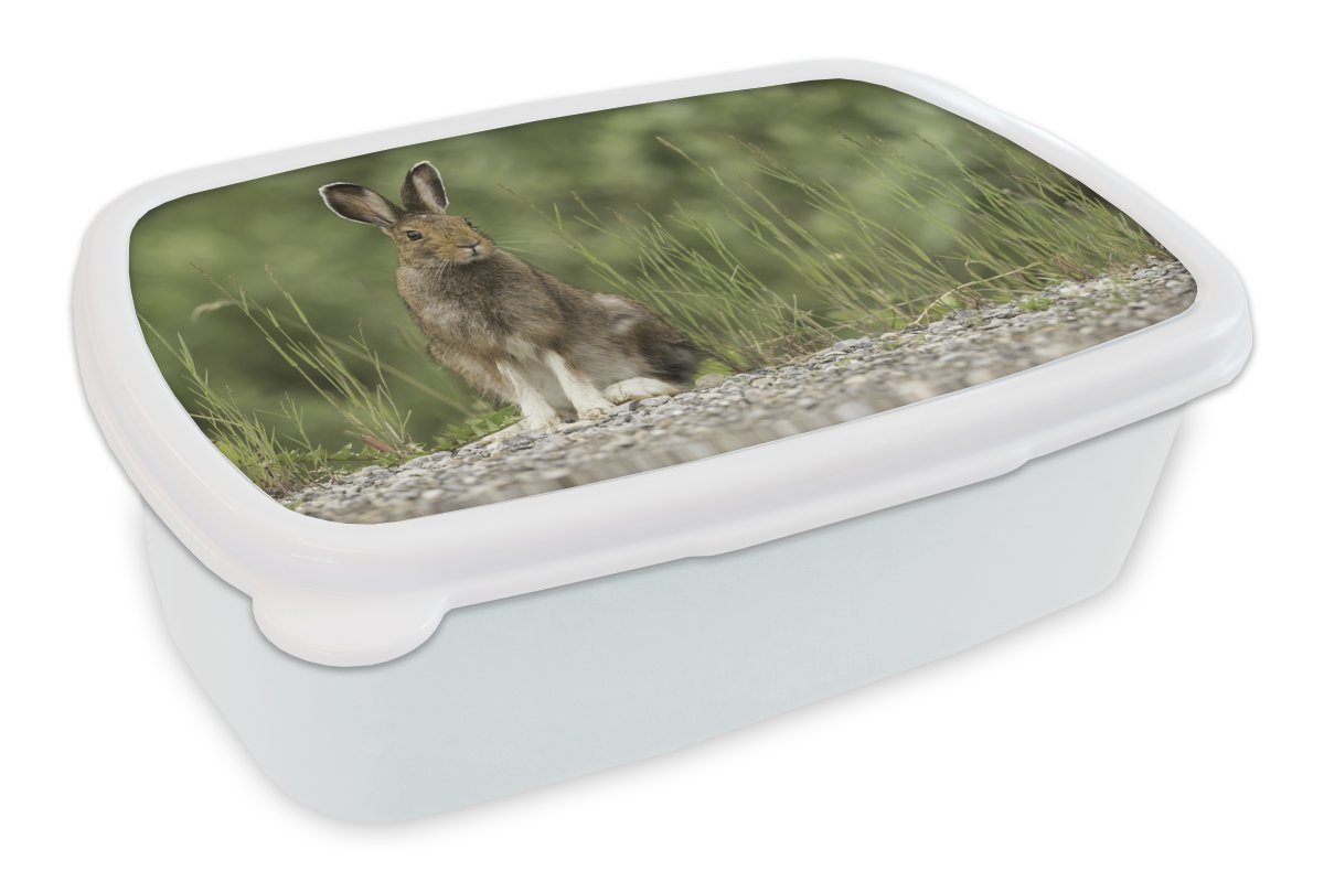 MuchoWow Lunchbox Hase - Tier - Gras, Kunststoff, (2-tlg), Brotbox für Kinder und Erwachsene, Brotdose, für Jungs und Mädchen weiß