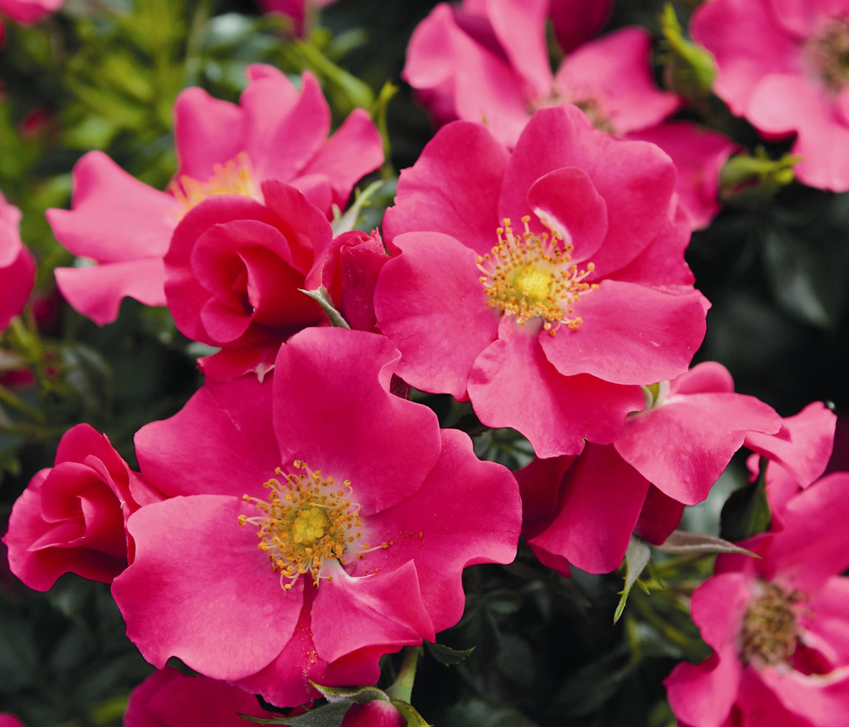 Dehner Rose Bodendeckerrose Stadt Rom®, 15-30 cm, duftend, pinke Schalenblüten, insektenfreundlich, Züchter Tantau