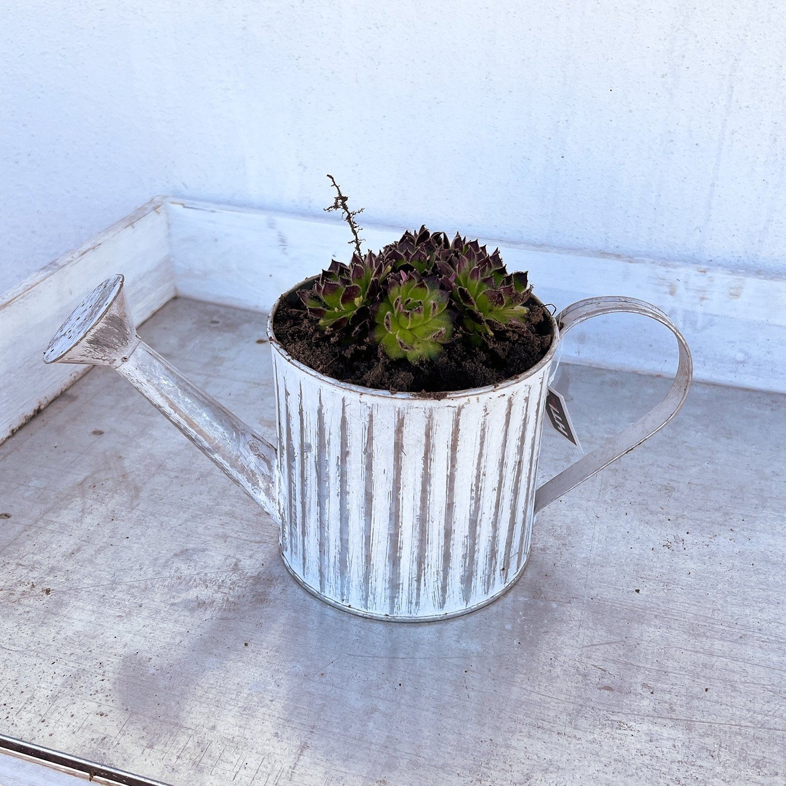 HTI-Living Gartenfigur Gießkanne Cottage Emily, (Stück, 1 St., 1 Gartendeko), Pflanzgefäß Landhaus Vintage