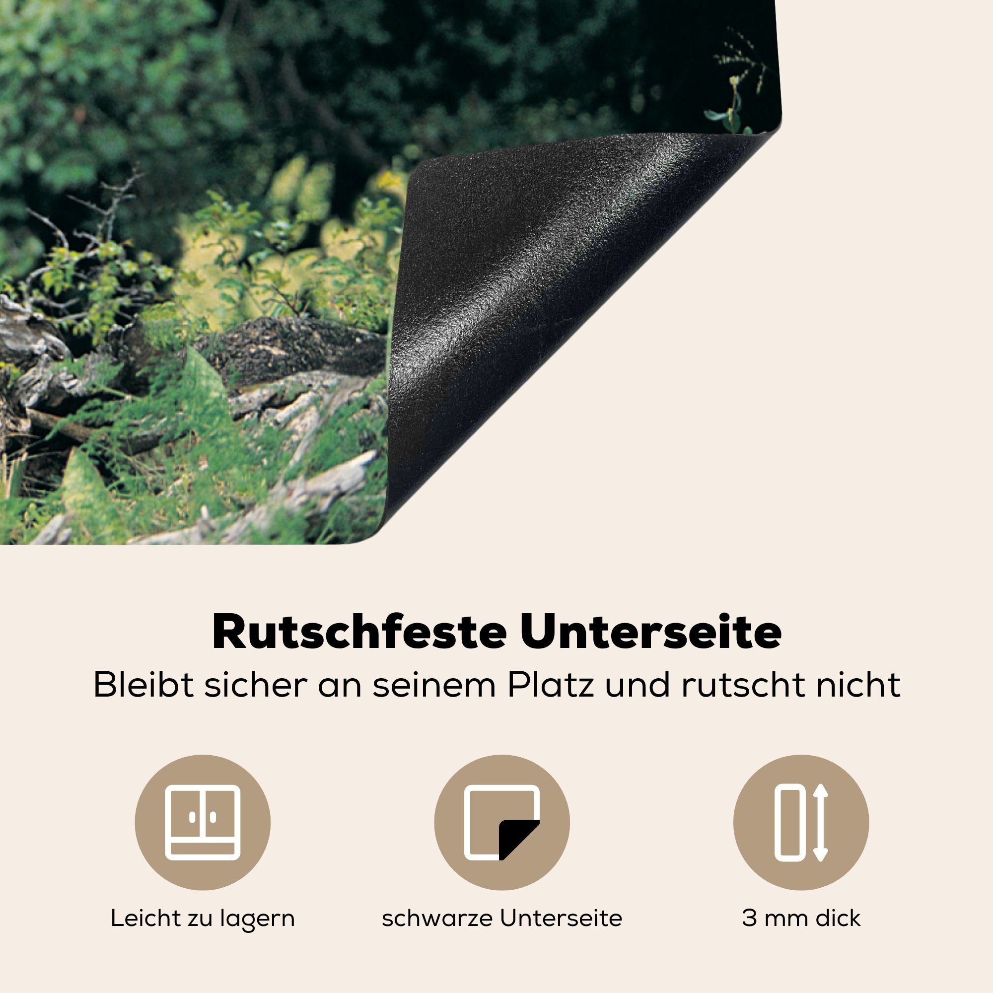 MuchoWow Herdblende-/Abdeckplatte Löwe - Induktionskochfeld 81x52 für küche, Schutz (1 tlg), Vinyl, Gras, Ceranfeldabdeckung Natur die - cm