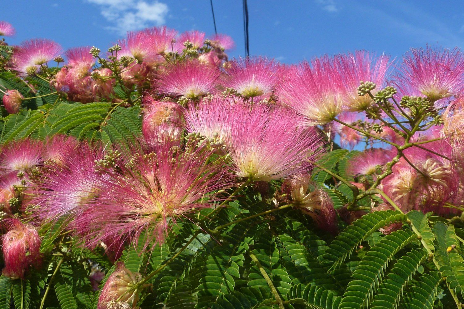 SAFLAX Blumensamen SAFLAX - - Schlafbaum