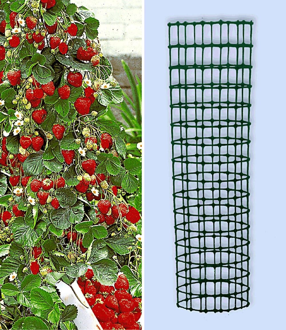 BALDUR Garten Obstpflanze Kletter-Erdbeere 'Hummi®' und Dekorativer Rankturm, 1 St., Ertragreich,winterhart, mehrjährig, pflegeleicht