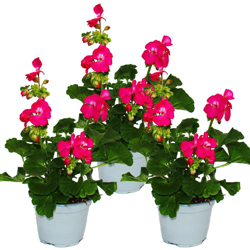 Exotenherz Beetpflanze Geranien stehend Pelargonium zonale versch. Farben12cm Topf 3er Set