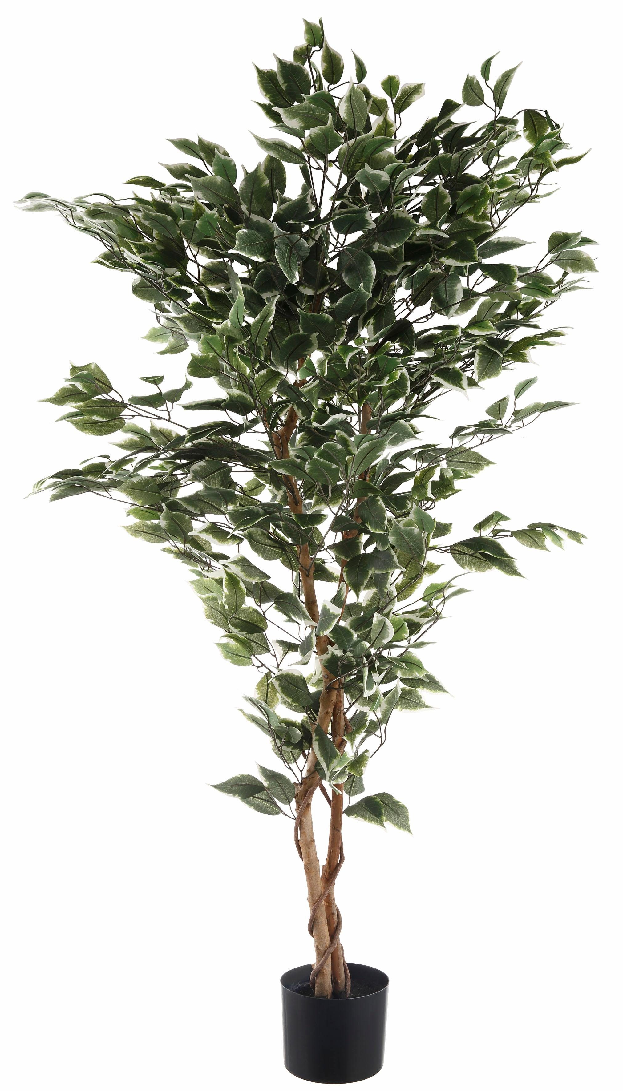 Ficus täuschend green, schön Dauerhaft Kunstpflanze Ficus Benjamini cm, 150 Höhe und echt Benjamini, Creativ