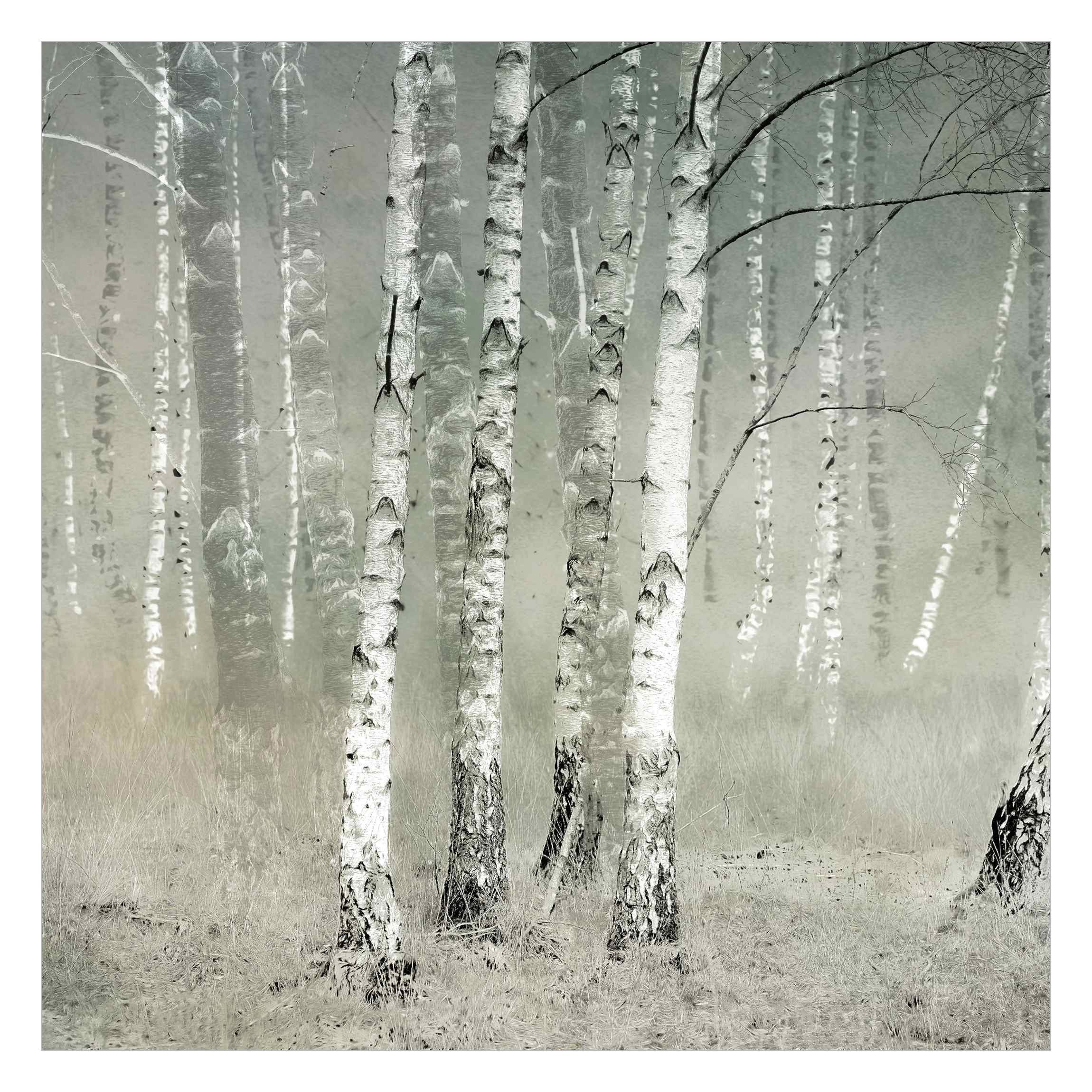 Bilderdepot24 Fototapete Wald Ruhender Birkenwald Natur günstig online kaufen
