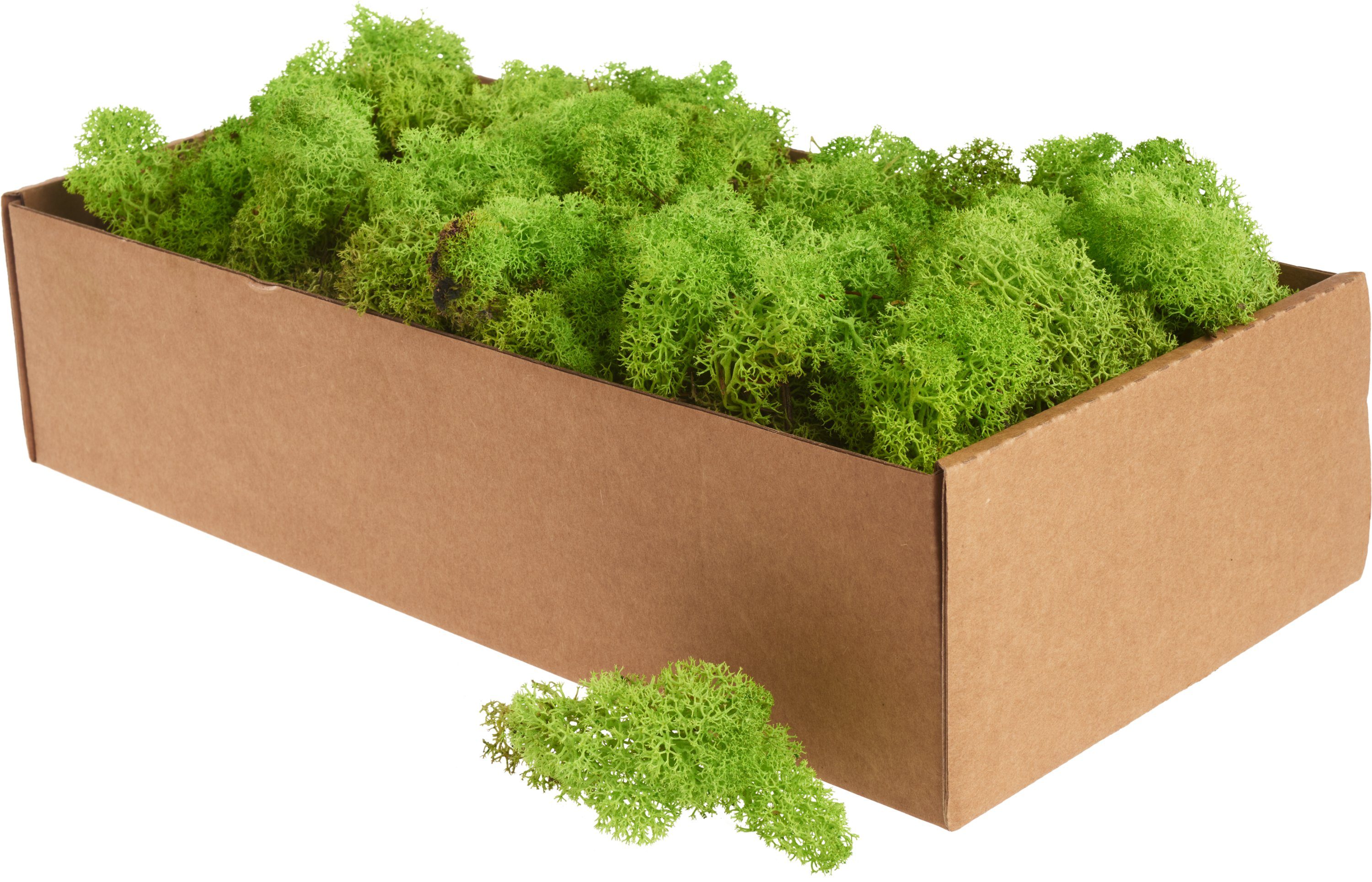 Othmar Decorations Moos XXL Islandmoos, 400 g