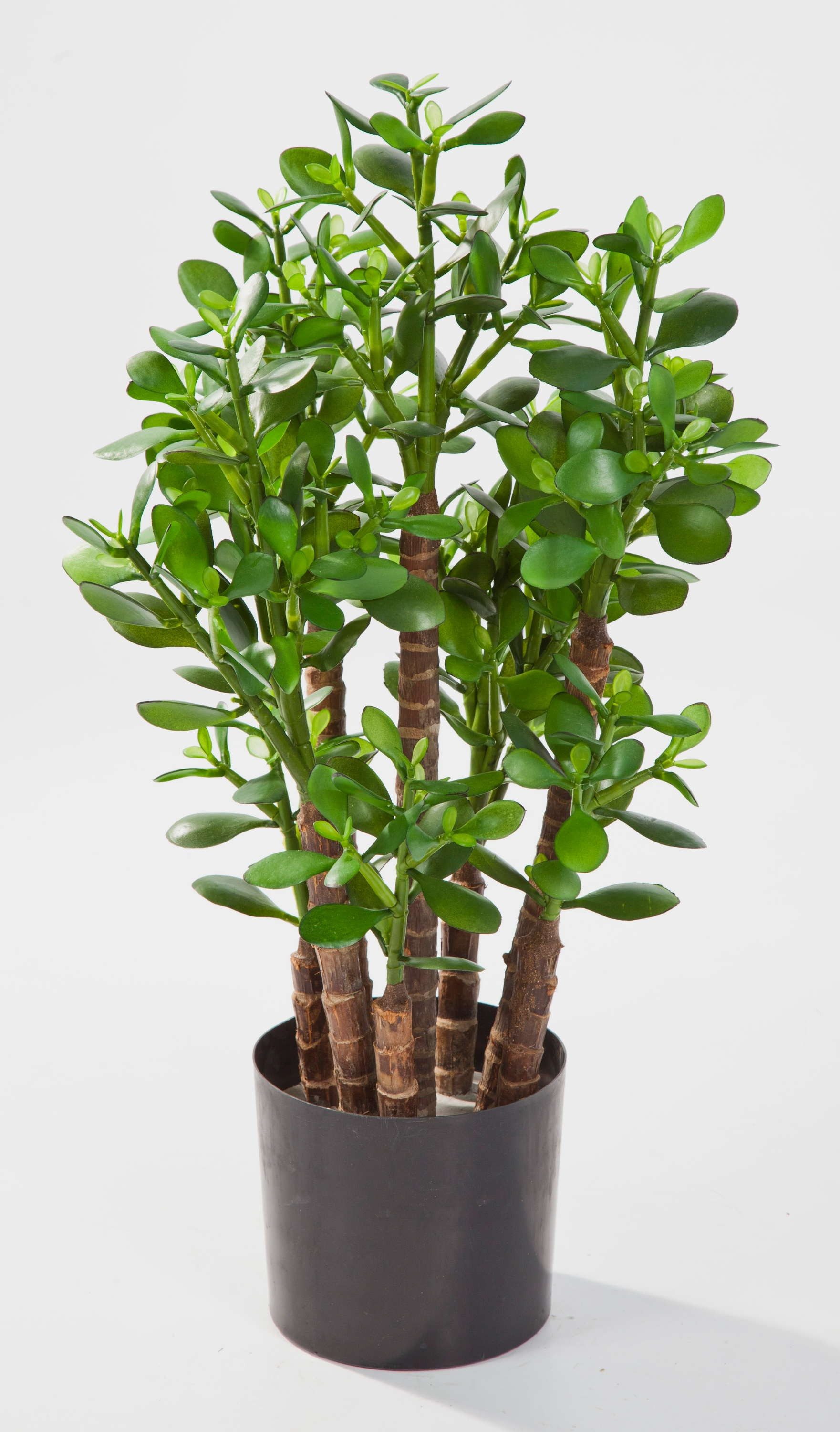 Kunstpflanze Kunst Geldbaum