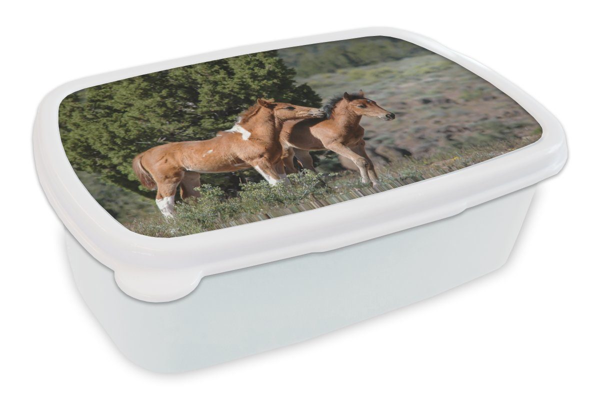MuchoWow Lunchbox Pferde - Fohlen - Gras, Kunststoff, (2-tlg), Brotbox für Kinder und Erwachsene, Brotdose, für Jungs und Mädchen weiß