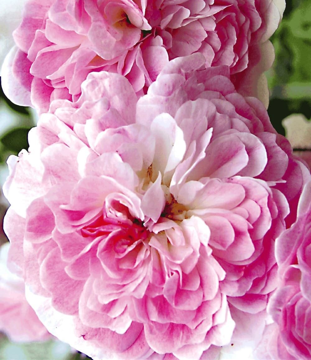 BALDUR Garten Rose Rambler-Rose 'Paul's Himalayan Musk Rambler', 1 St., Climbing-rose,duftend,winterhart, mehrjährig, pflegeleicht – Bild 2 von 3