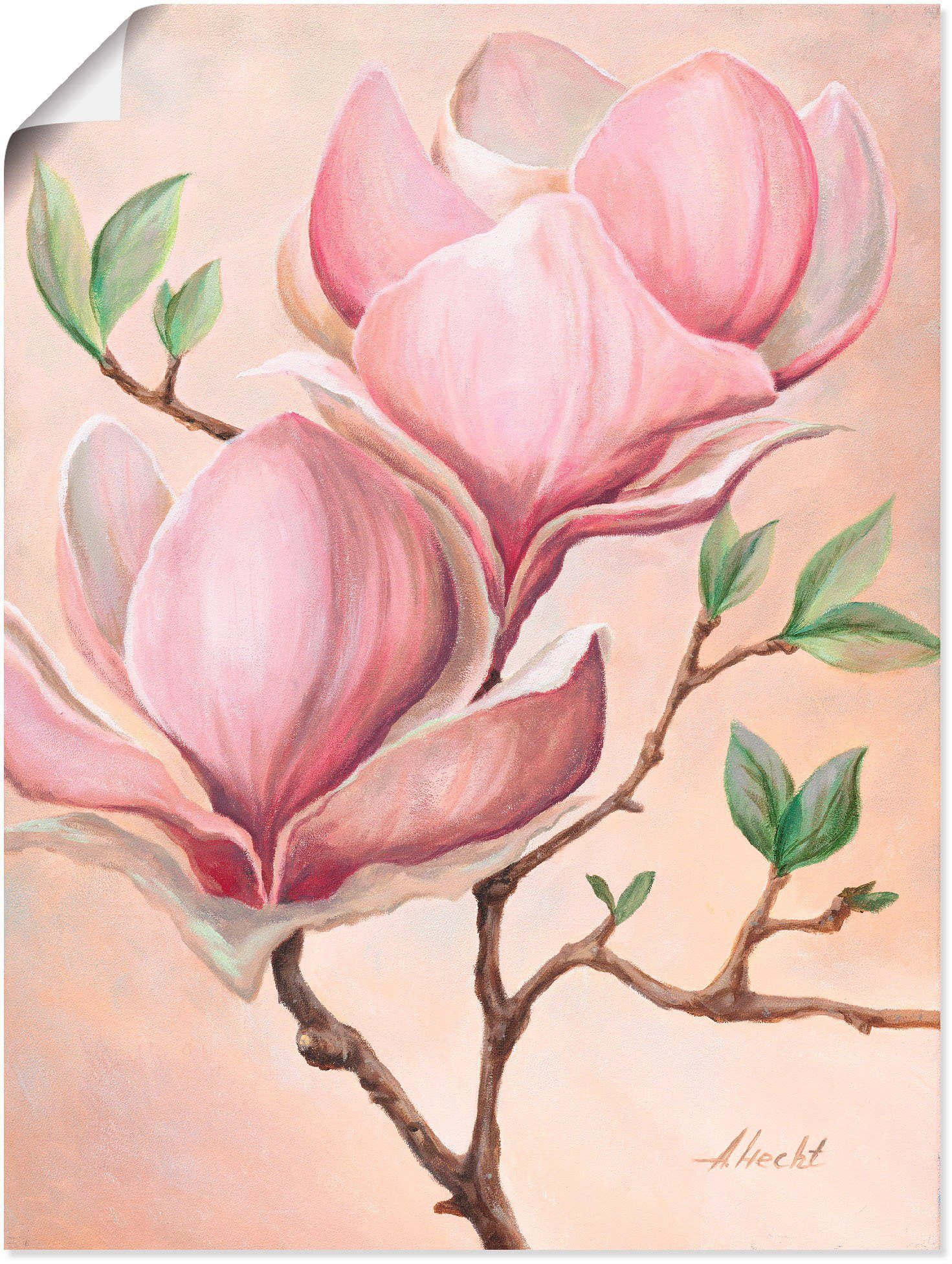 Artland Wandbild Magnolienblüten, Blumen Größen (1 versch. Leinwandbild, als oder Alubild, in St), Wandaufkleber Poster