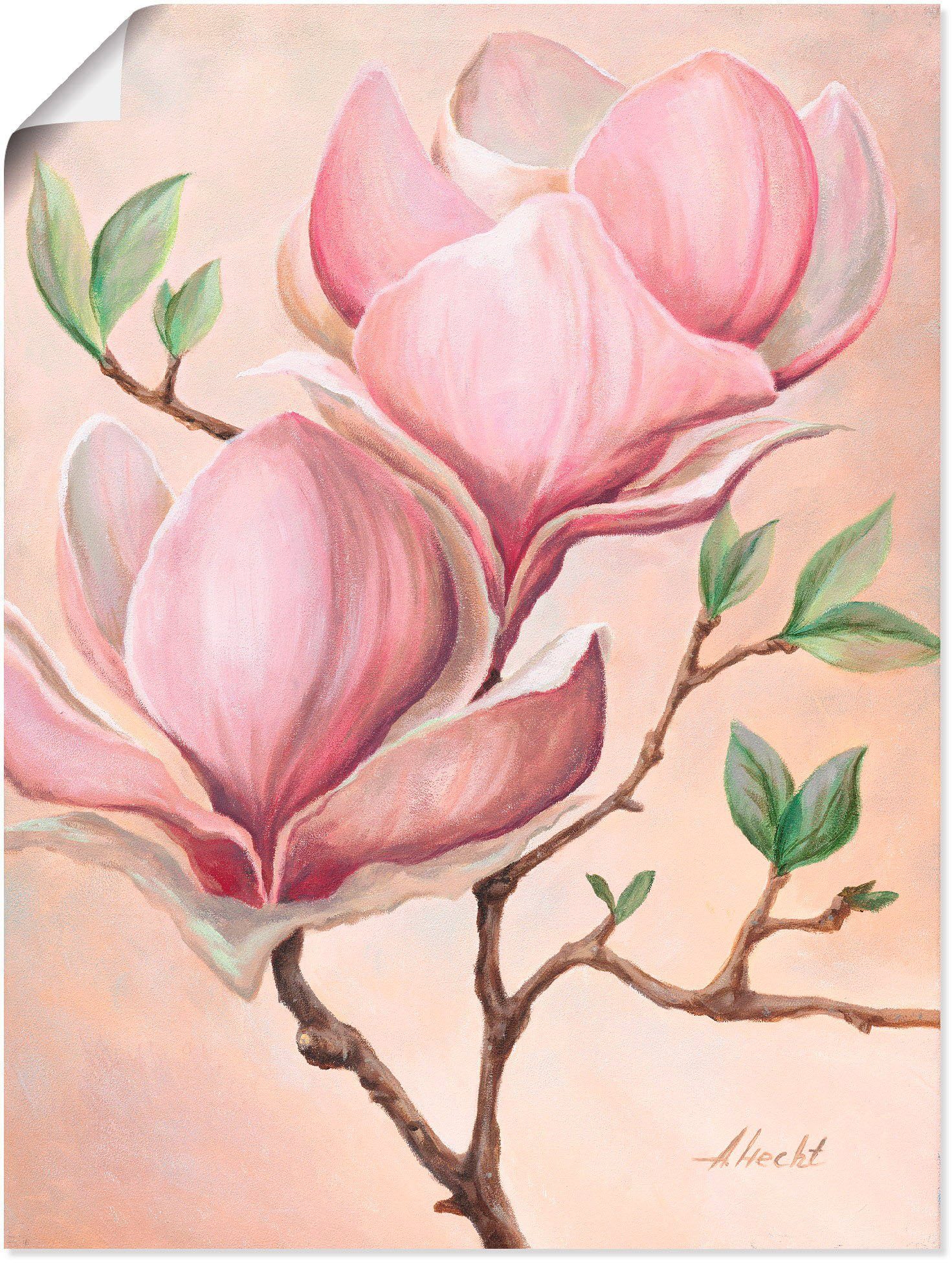 Artland Wandbild Magnolienblüten, Blumen (1 St), als Leinwandbild, Плакат in verschied. Größen