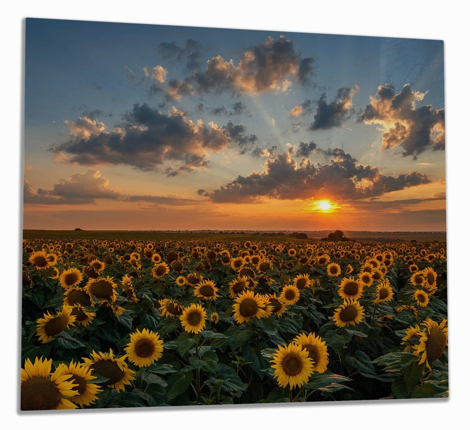 Wallario Herd-Abdeckplatte Sonnenblumenwiese vor Wolken mit Sonnenuntergang, ESG-Sicherheitsglas, (Glasplatte, 1 tlg., inkl. 5mm Noppen), verschiedene Größen