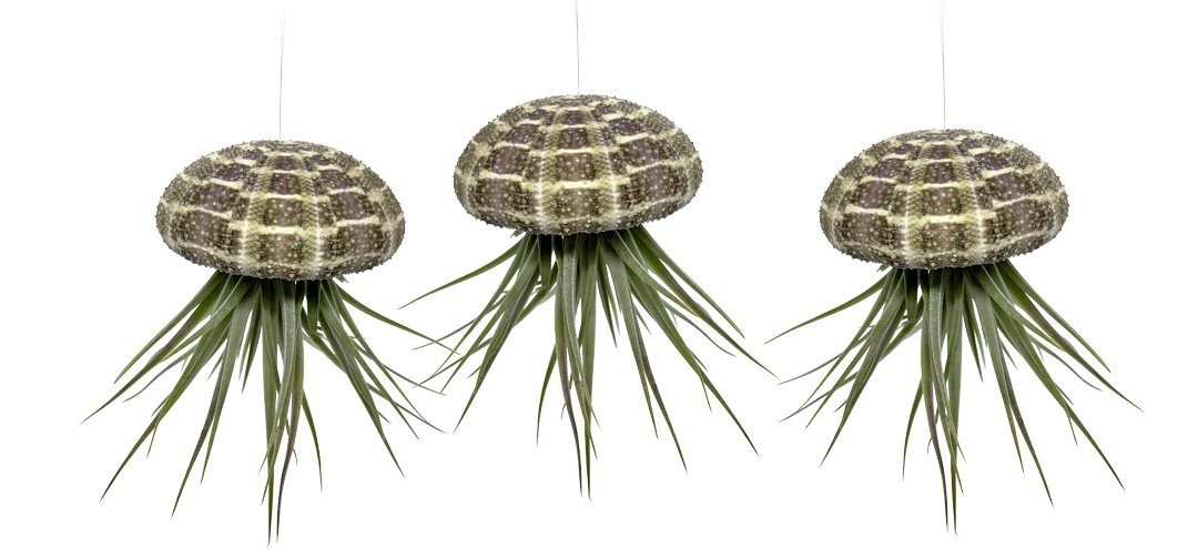 Hängedekoration 3er Set Seeigelgehäuse mit echter Tillandsia