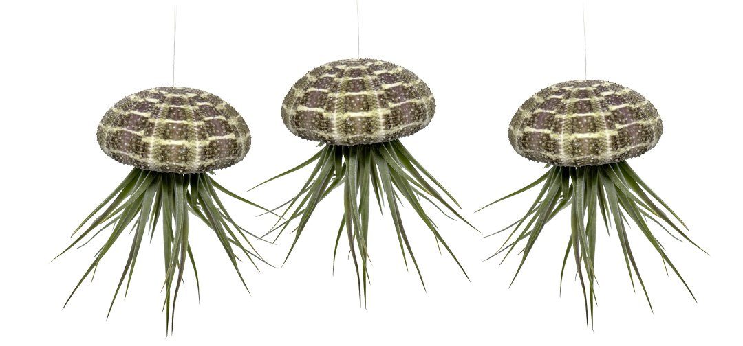 Top-Verkaufsstrategie meinvipshop Hängedekoration 3er Set 3er 3 Tillandsia mit St., Set) echter Seeigelgehäuse (Set