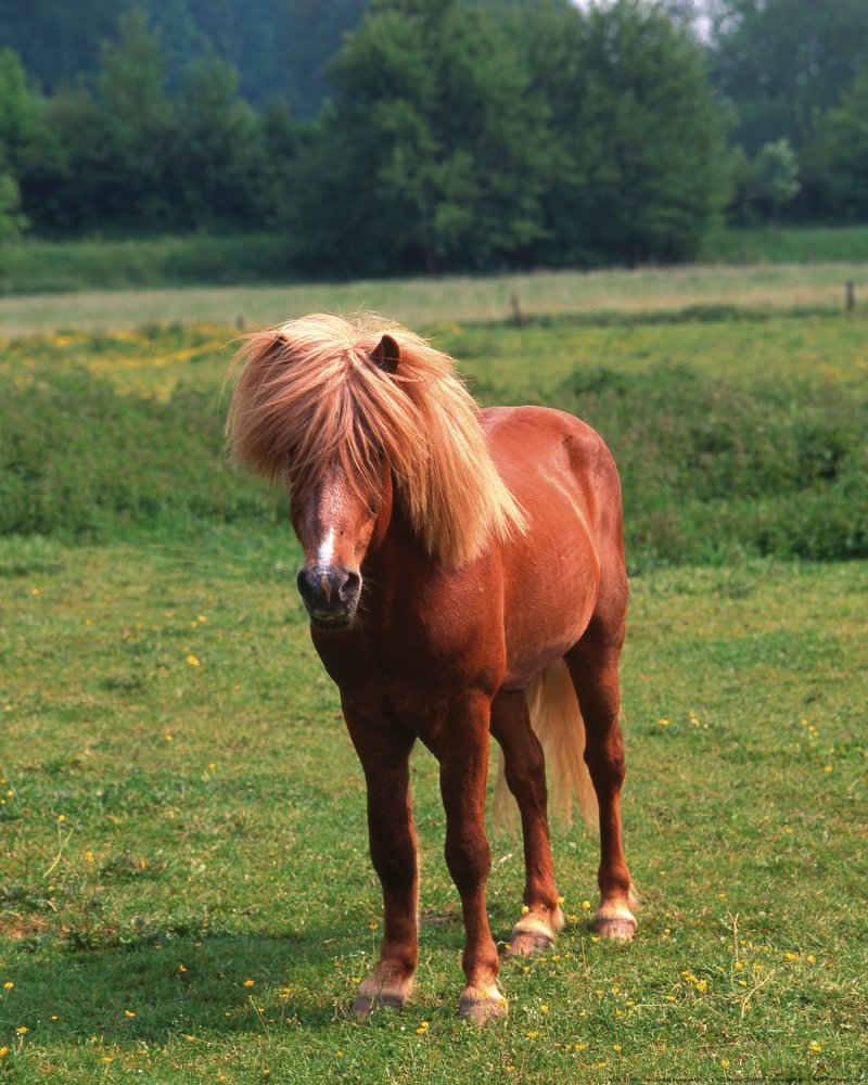 1art1 Kunstdruck Pferde - Island Pony, Isländer
