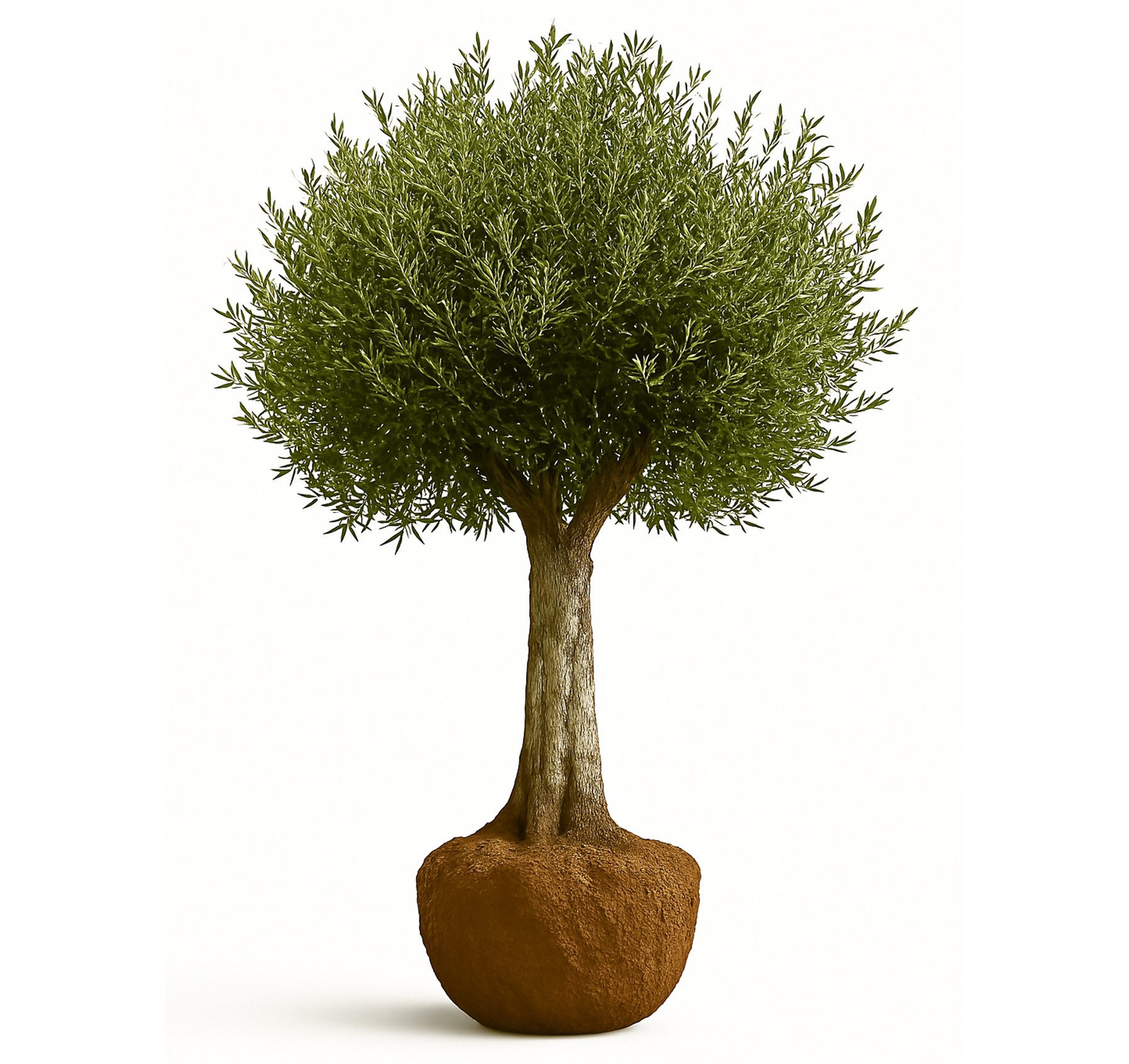 Palms-Store Olivenbaum Olivenbaum Olea Europaea, ca. 250cm Hoch, 1 St., Ca. günstig online kaufen