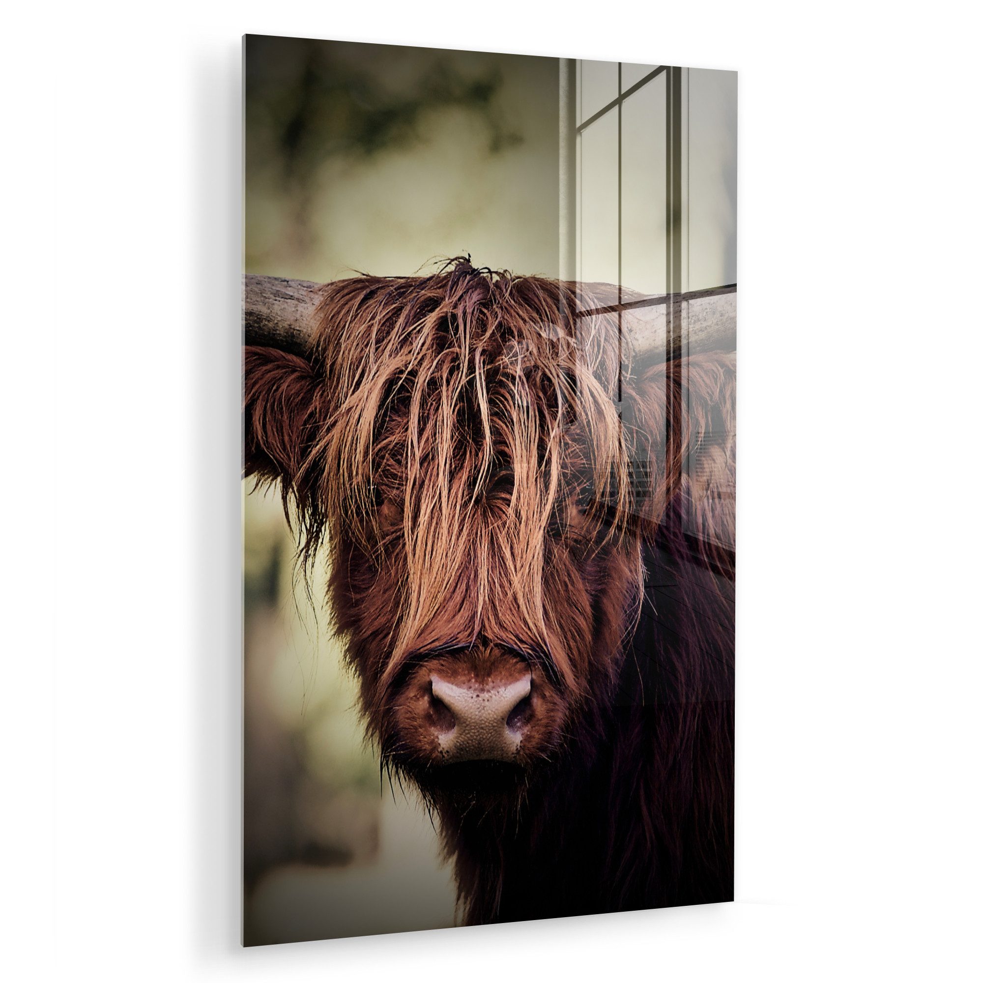 MuchoWow Acrylglasbild Schottischer Hochländer - Licht günstig online kaufen