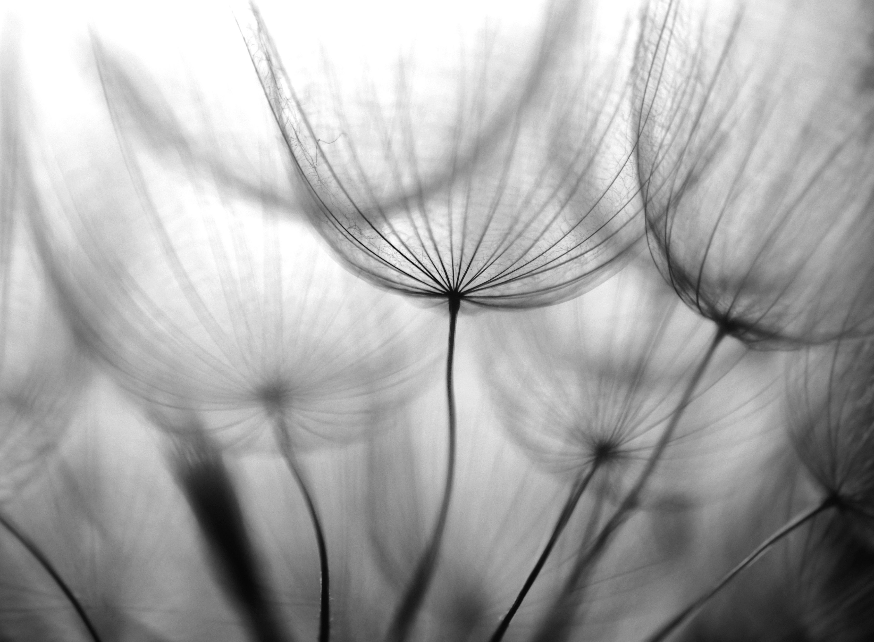 Schwarz Weiß Fototapete & Papermoon Blumen