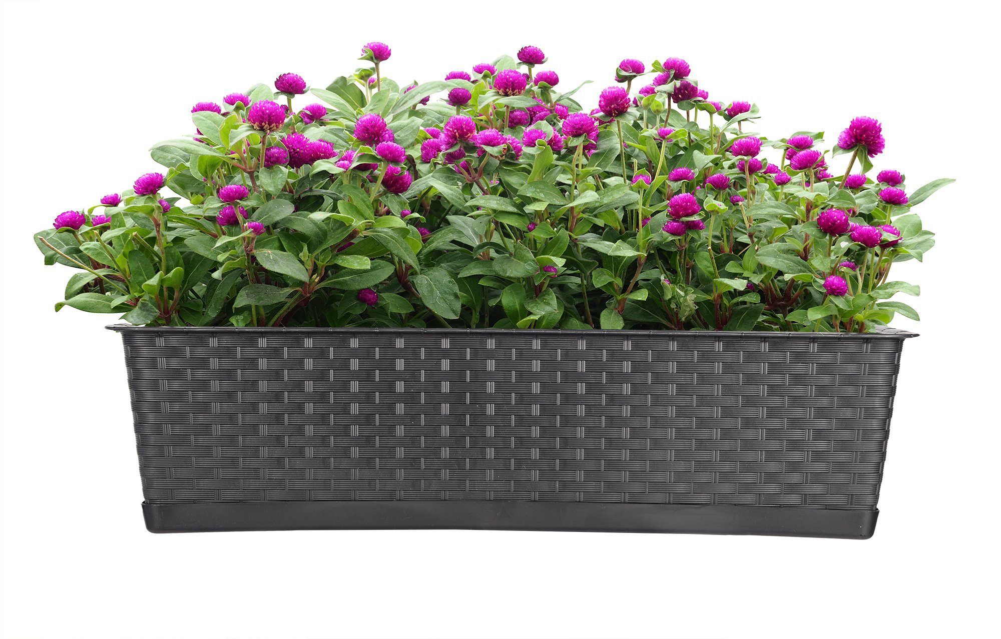 Pflanzkasten 3er lang 70 Blumenkasten mit Blumenkasten BigDean Untersetzer Set cm