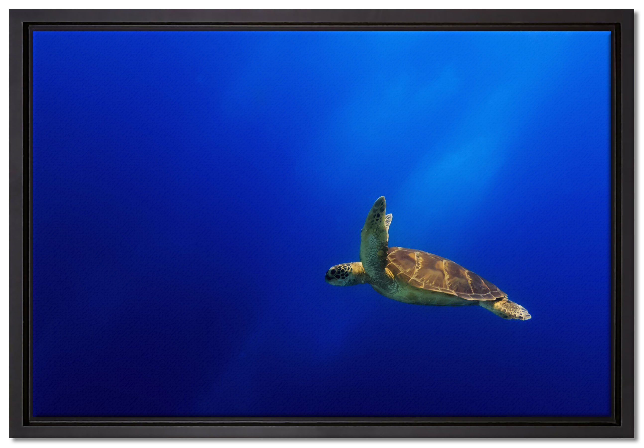 Pixxprint Leinwandbild Alte Schildkröte Zackenaufhänger einem St), inkl. im Wanddekoration Leinwandbild bespannt, (1 in gefasst, Schattenfugen-Bilderrahmen Meer, fertig