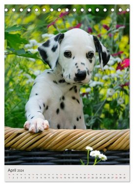 CALVENDO Wandkalender Hundewelpen (Tischkalender 2024 DIN A5 hoch), CALVENDO Monatskalender