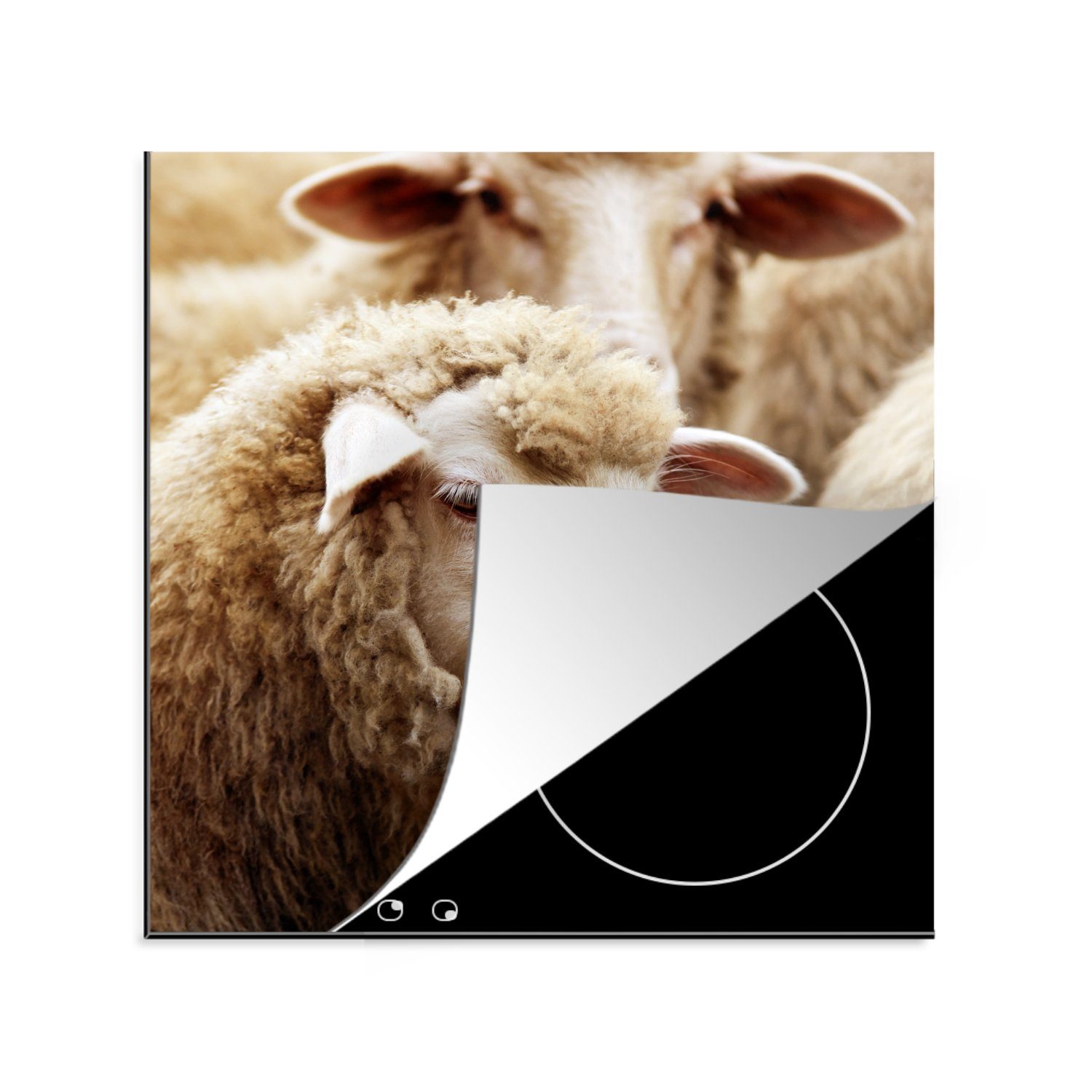 - Schaf für (1 tlg), Herdblende-/Abdeckplatte Weiß, küche 78x78 cm, Arbeitsplatte MuchoWow Wolle - Vinyl, Ceranfeldabdeckung,