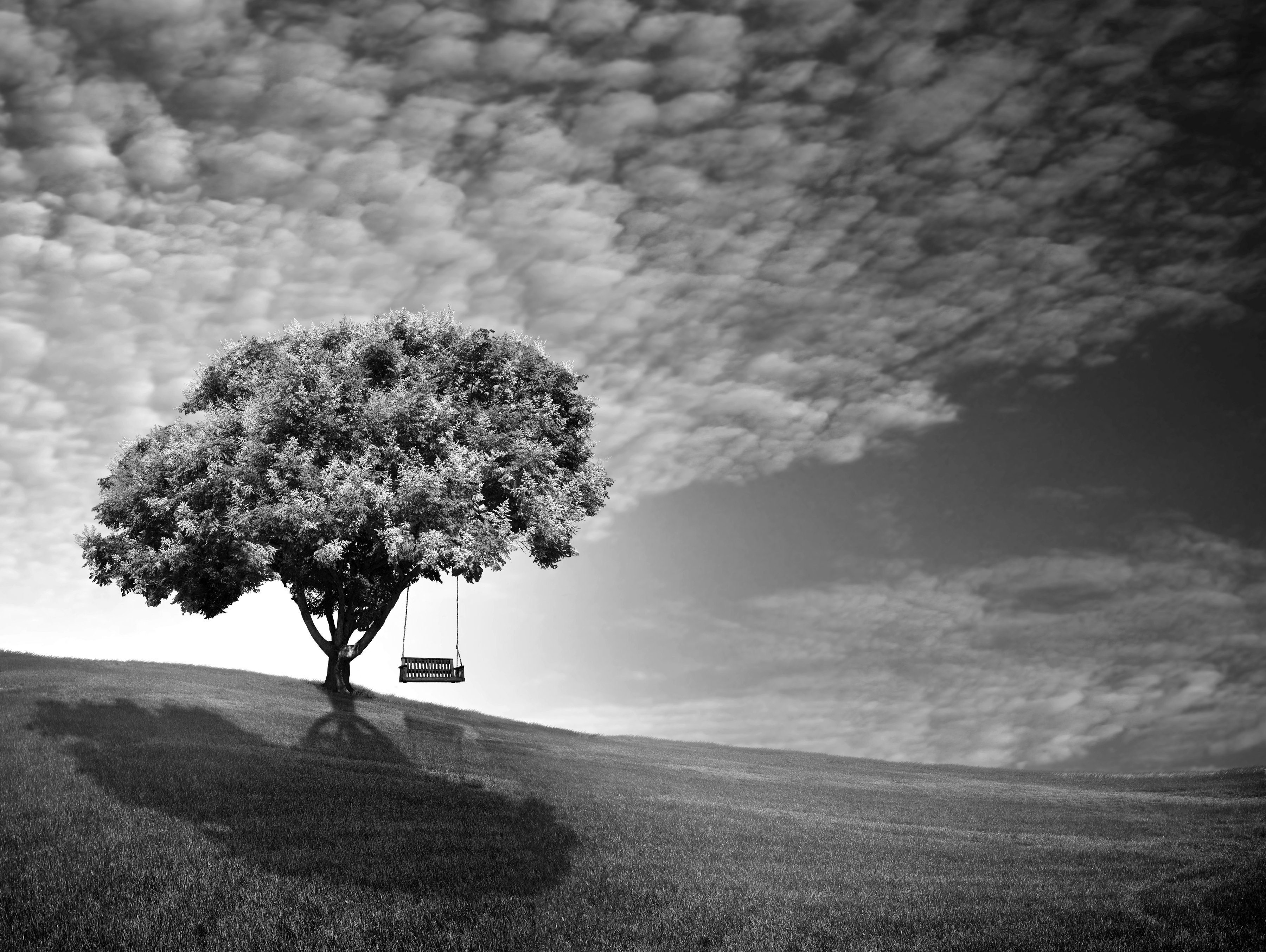 Baum Weiß Schwarz & Fototapete Papermoon
