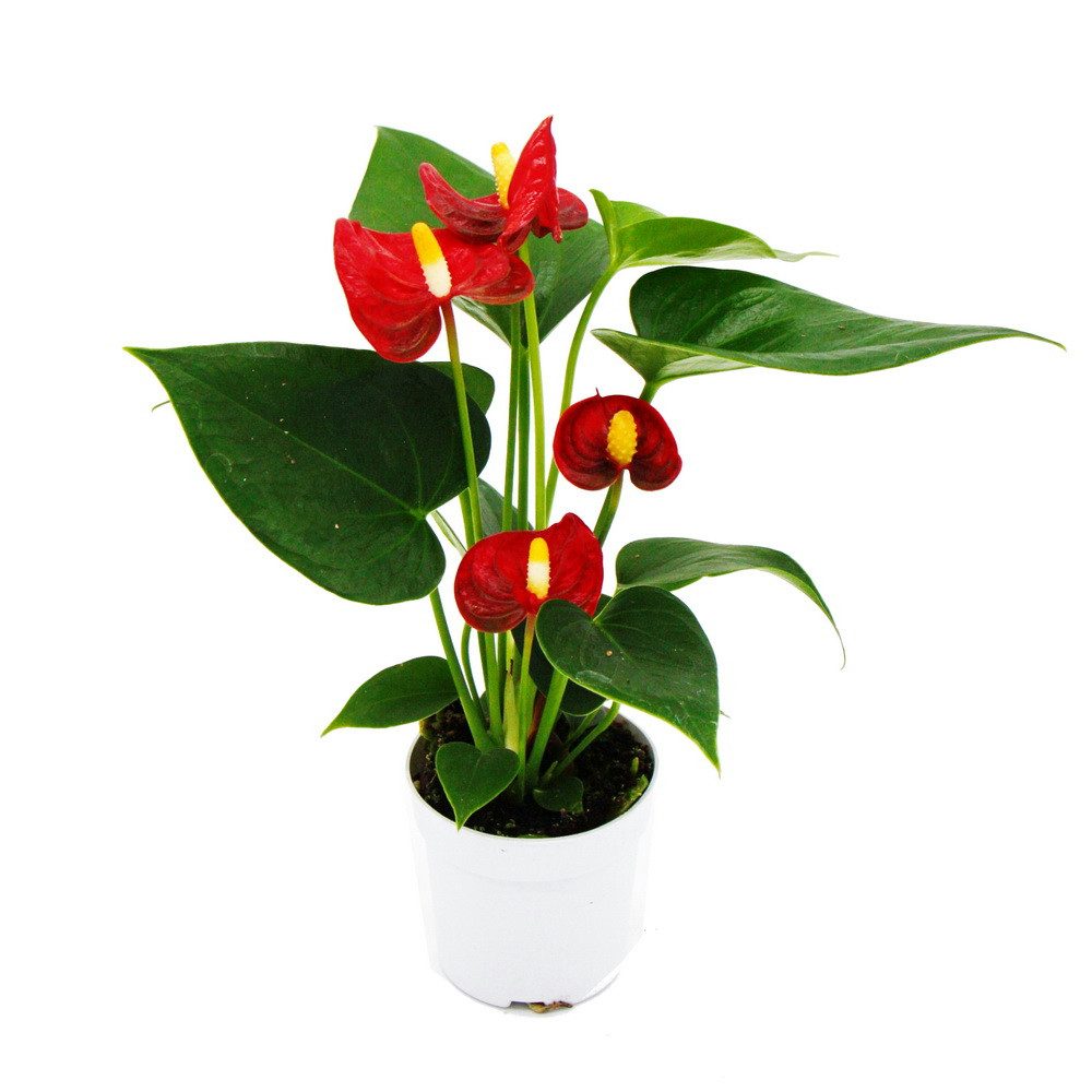 Exotenherz Zimmerpflanze Kleine Flamingoblume Anthurium andreanum Baby-Anthurie 7cm Topf