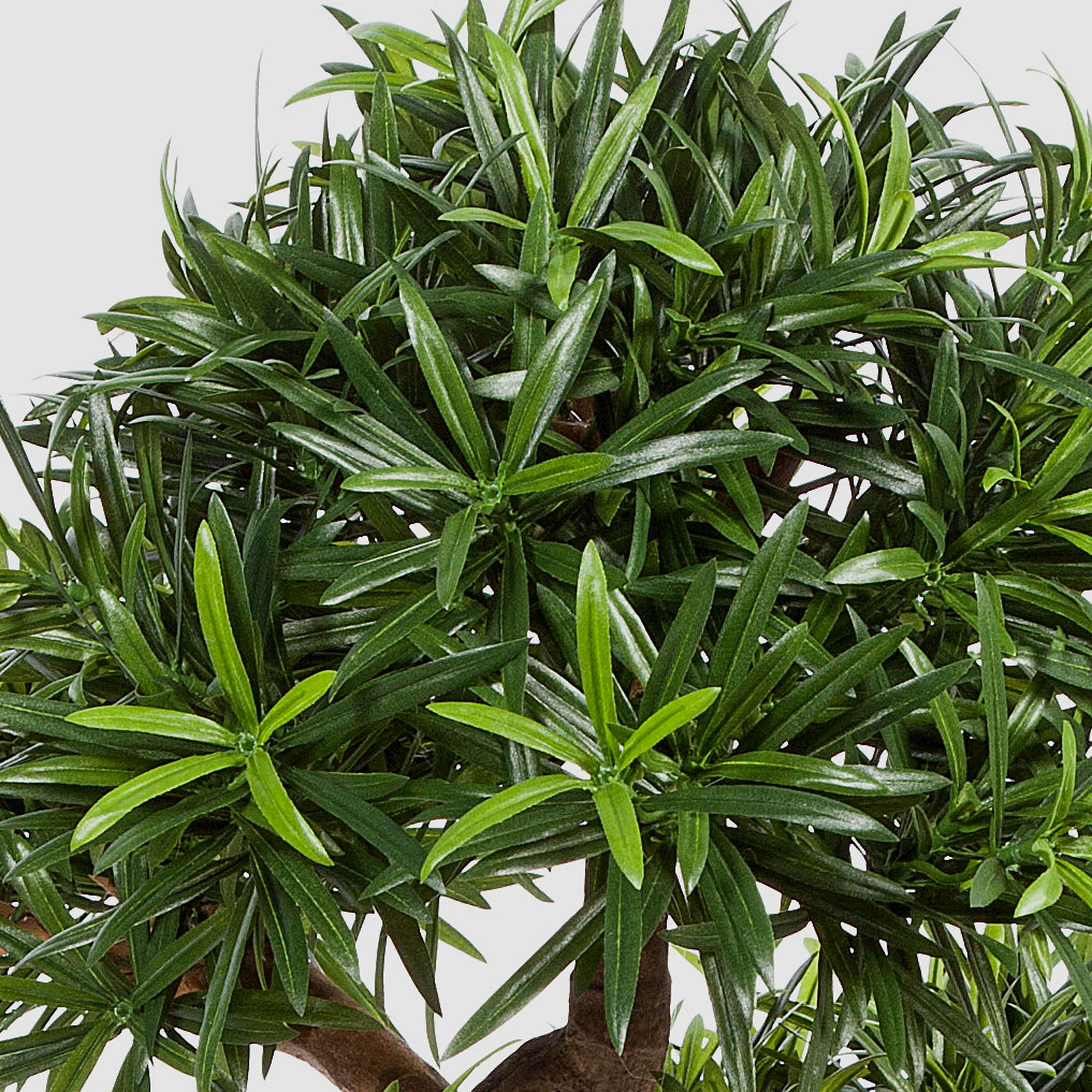 Kunstbonsai Deko Bonsai Podocarpus in Schale, Deluxe, 3830 Blätter, 85cm Steineibe, artplants, Höhe 85.0 cm