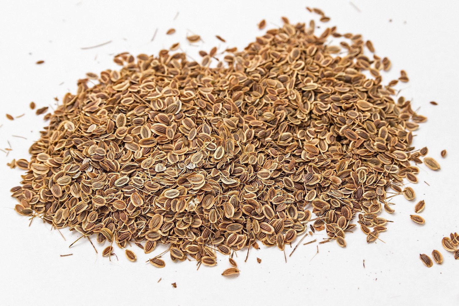 SAFLAX Kräutersamen SAFLAX - Samen und Substrat - BIO - Glatte Petersilie