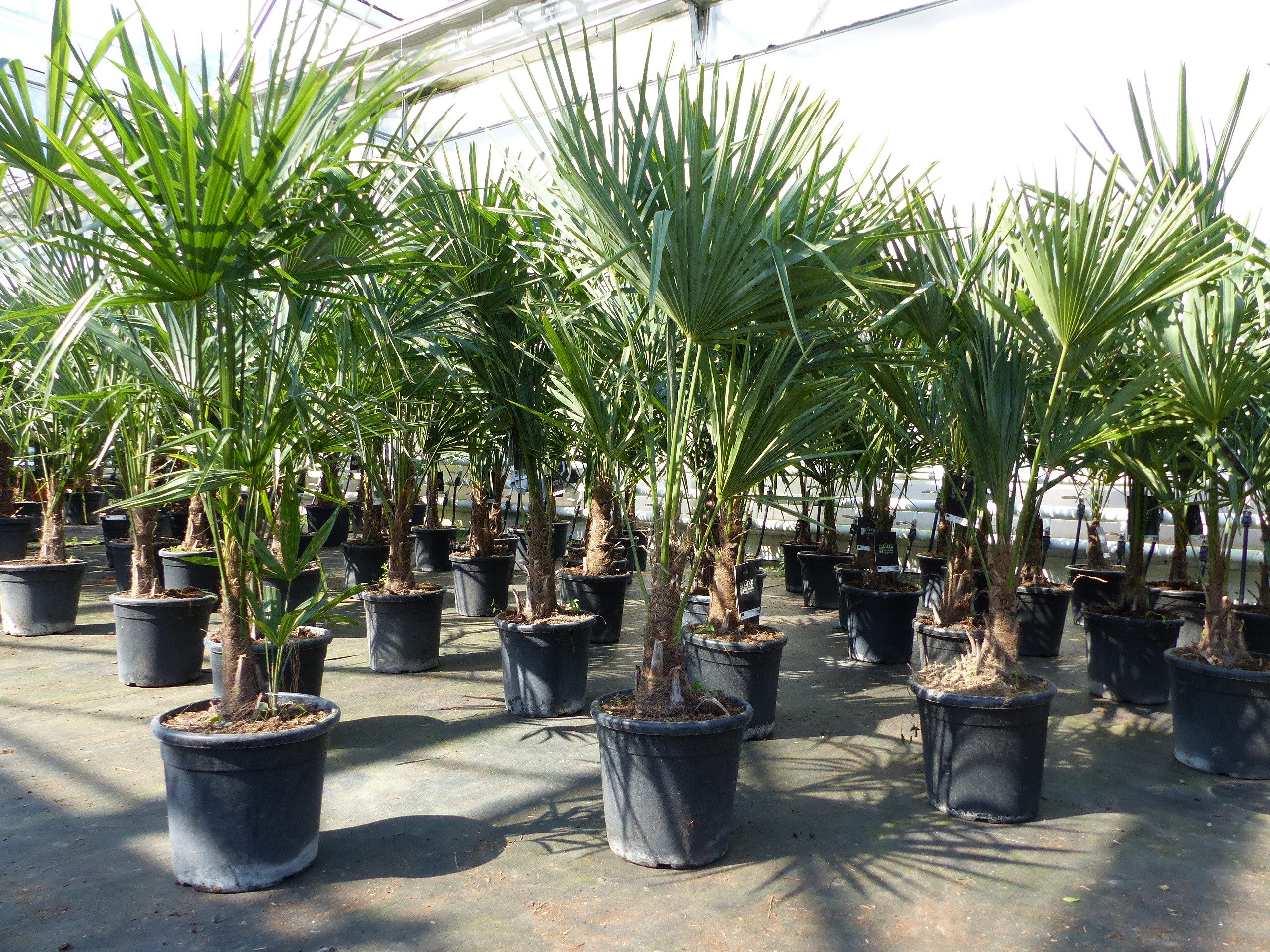 gruenwaren jakubik Baum Trachycarpus fortunei 140 cm Palme Hanfpalme, winterhart bis -18°C – Bild 2 von 5