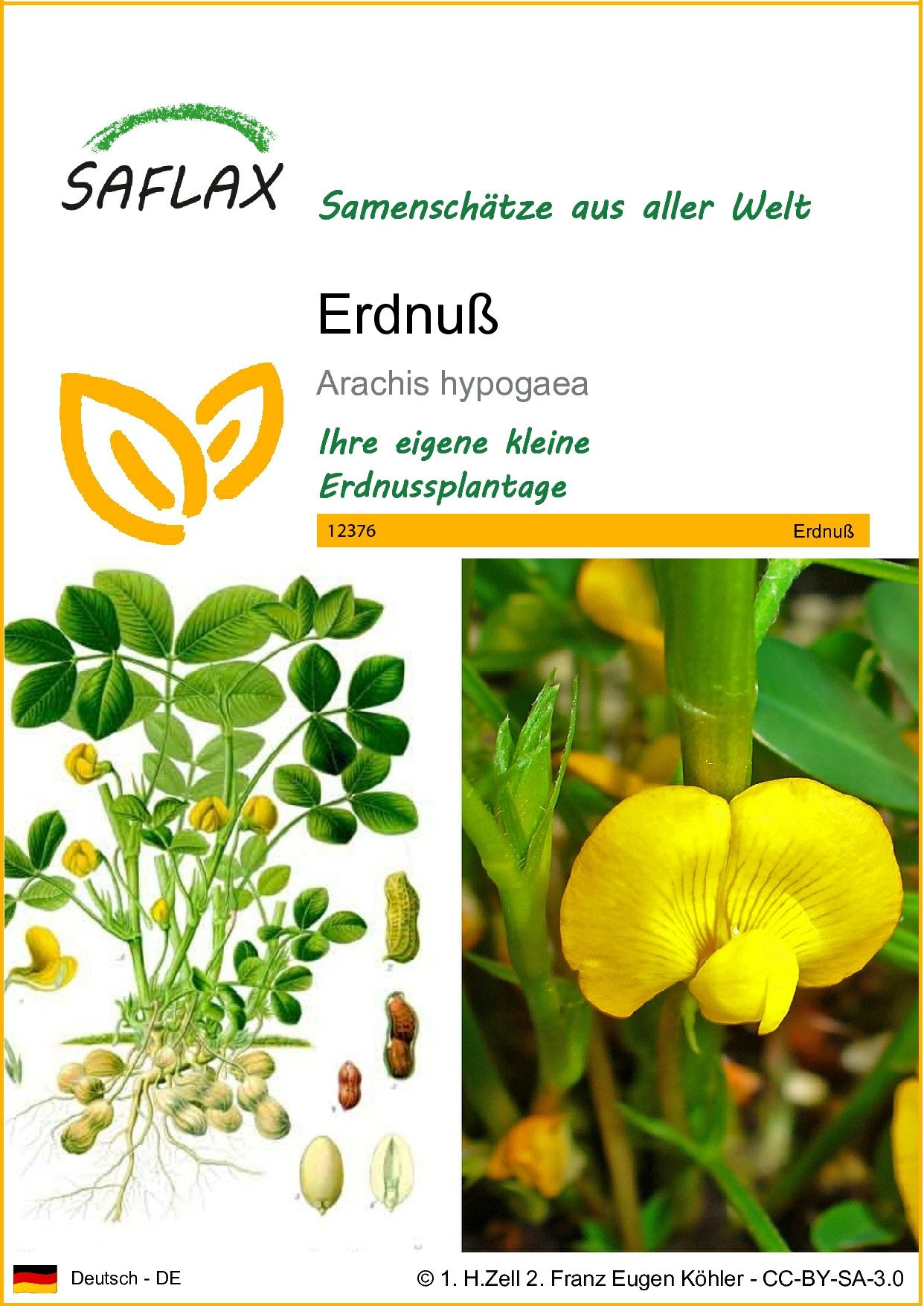 Blumensamen SAFLAX - Samen - Erdnuß