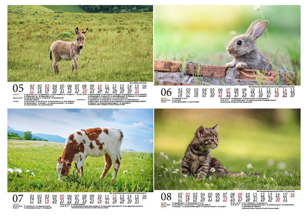 Seelenzauber Tischkalender Tierkinder Bauernhof DIN A5 Tischkalender für 2026 Tiere Bauernhof