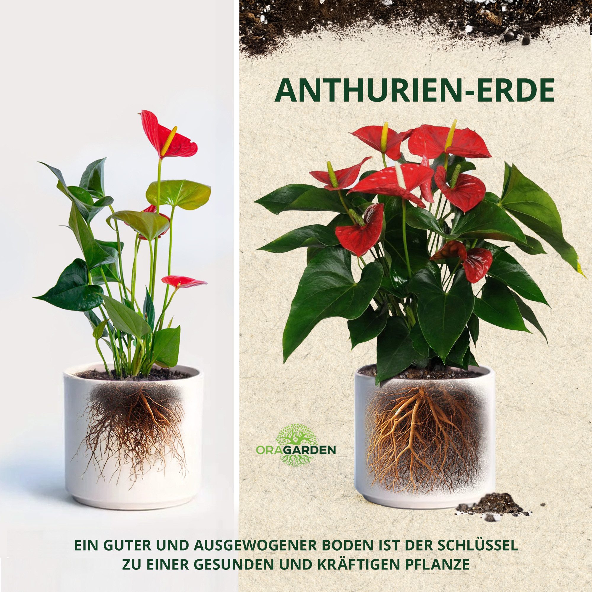 OraGarden Gartenbau-Substrat Anthurien Erde – Bild 3 von 5