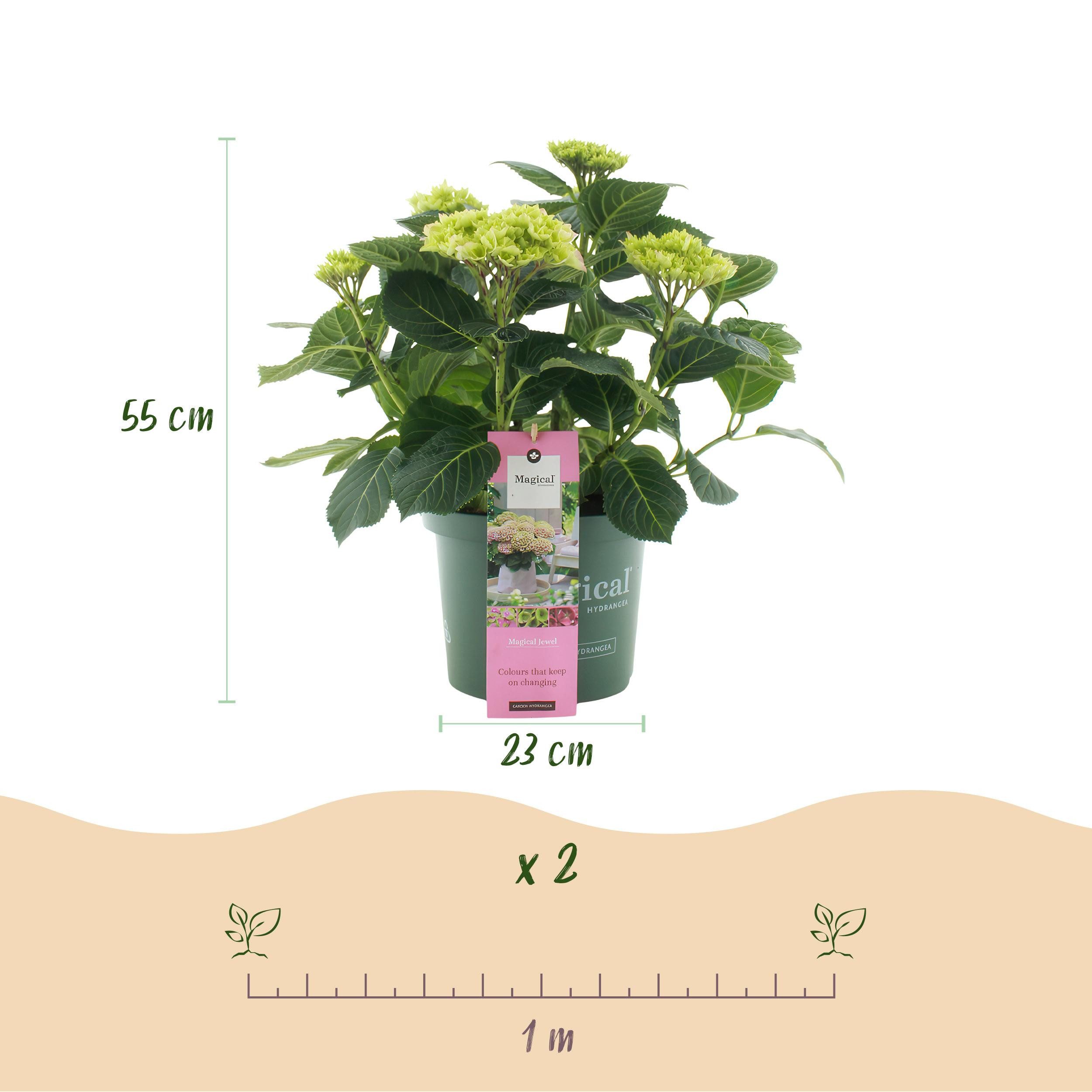 Exotenherz Beetpflanze Exotenherz - Hortensia - Hydrangea Magical Jewel Pink - 23cm Topf