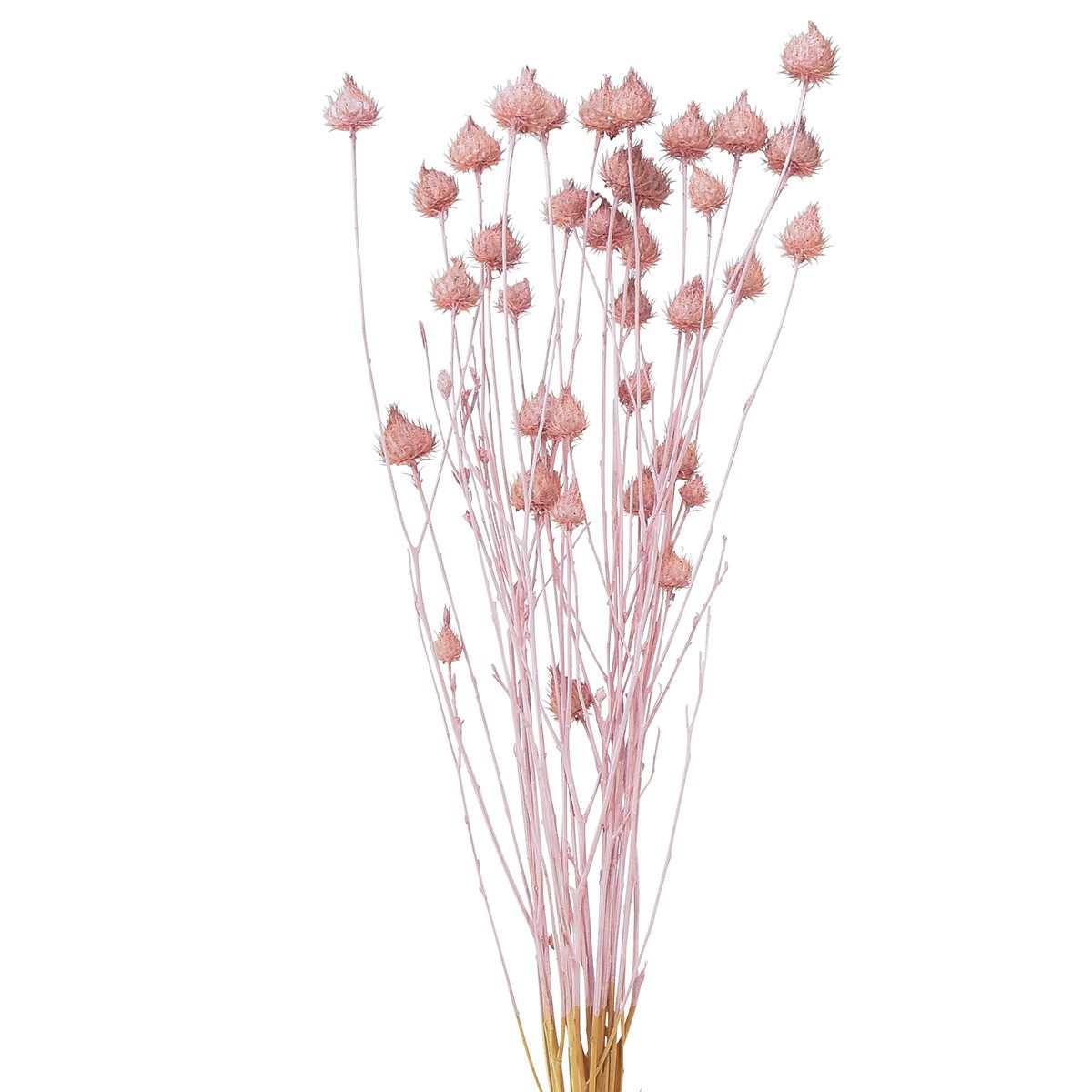 Trockenblume Erdbeerdistel Dekorative Trockenblumen Hellrosa 58cm für Tischdeko &