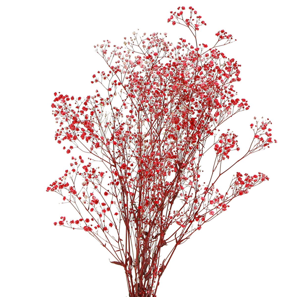 Trockenblume Schleierkraut Trockenblumen Rot 50cm 55g Dekoration Hochzeit DIY, Viana