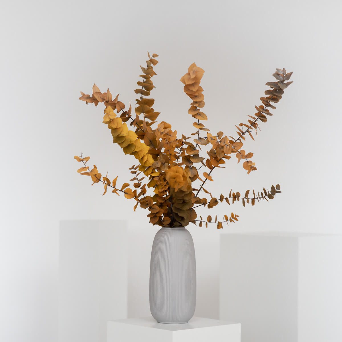 Trockenblume Eukalyptus Stuartiana, LYKKE & You günstig online kaufen
