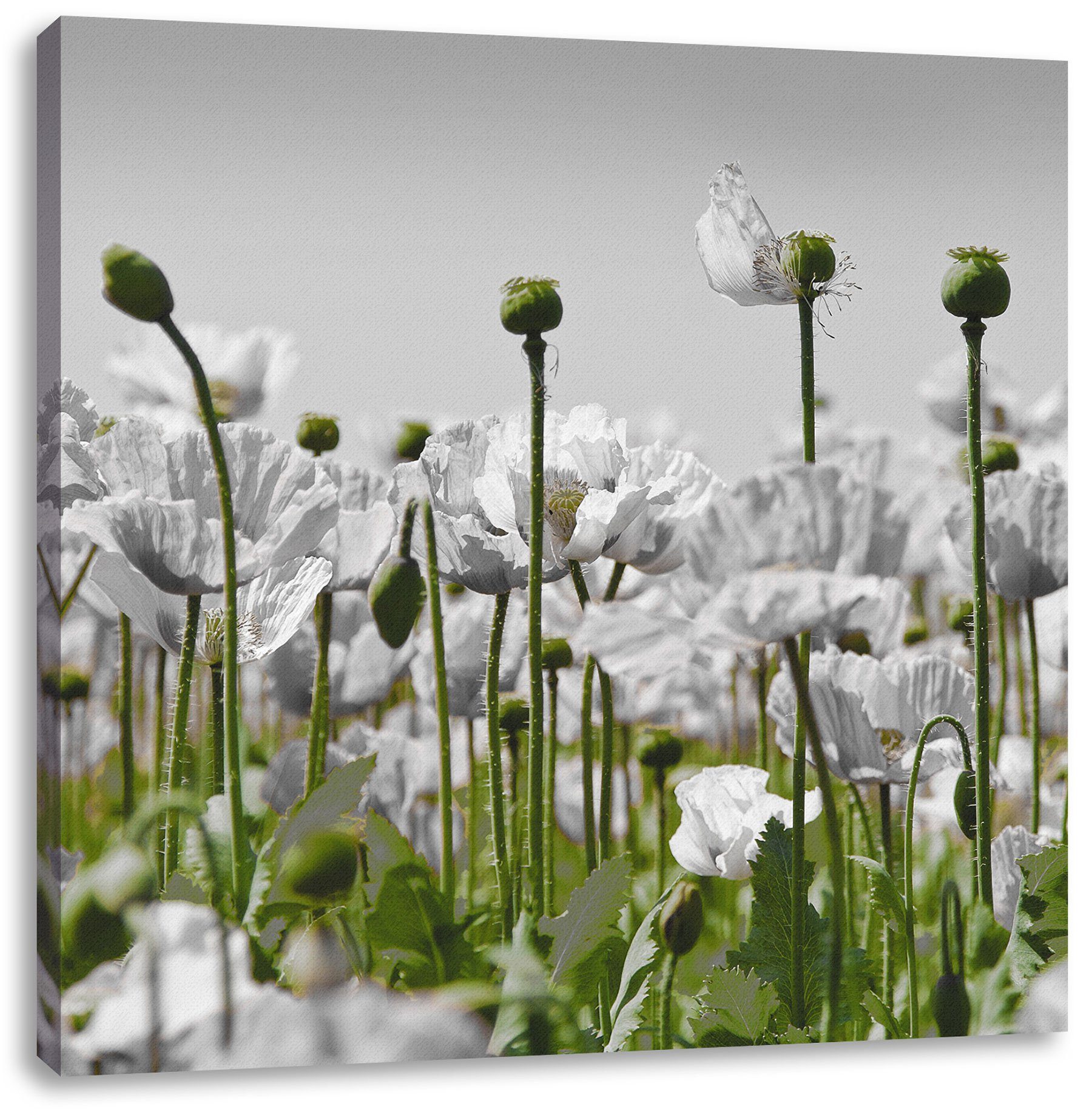 Pixxprint Leinwandbild Blumenwiese Mohnblumen, inkl. (1 bespannt, Mohnblumen St), Zackenaufhänger Leinwandbild Blumenwiese fertig