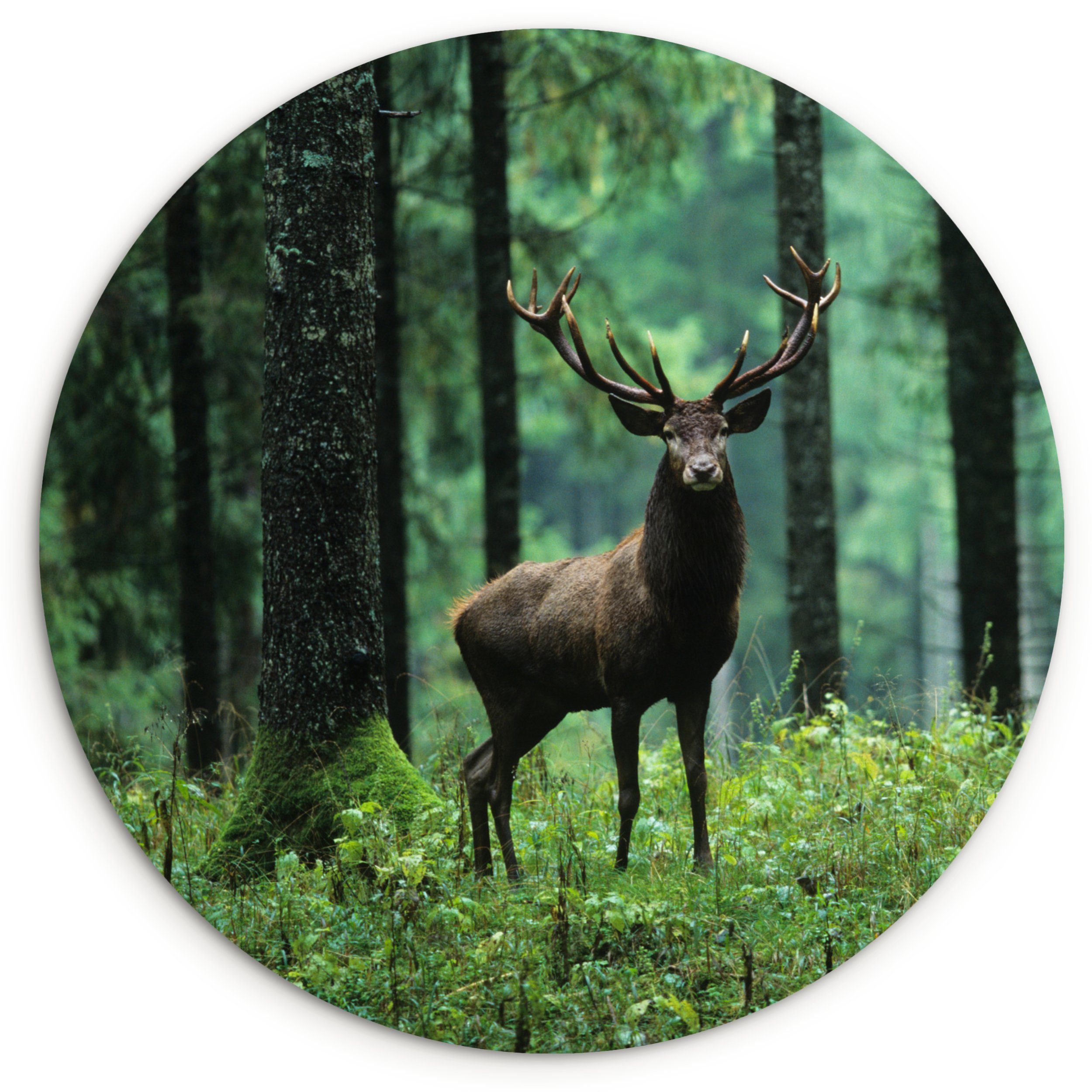 MuchoWow Gemälde Hirsche - Wald - günstig online kaufen