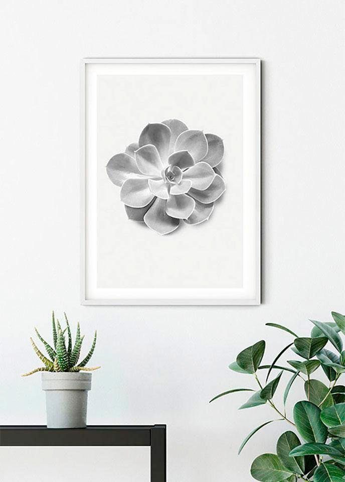 Aeonium, Pflanzen Komar Succulent Poster Schlafzimmer, (1 Blätter, St), Kinderzimmer, Wohnzimmer